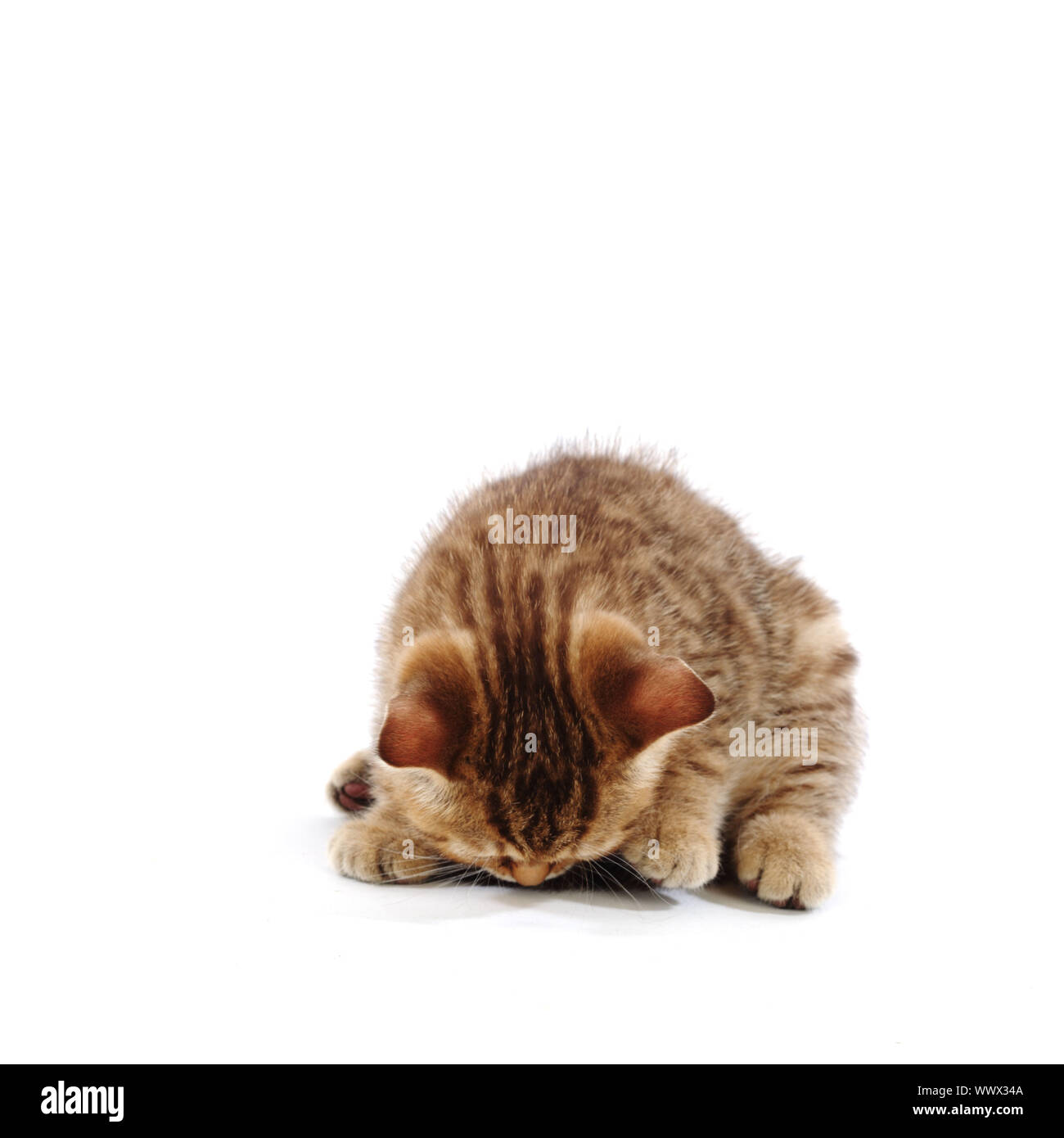 cat isolated on white background Stock Photo - Alamy