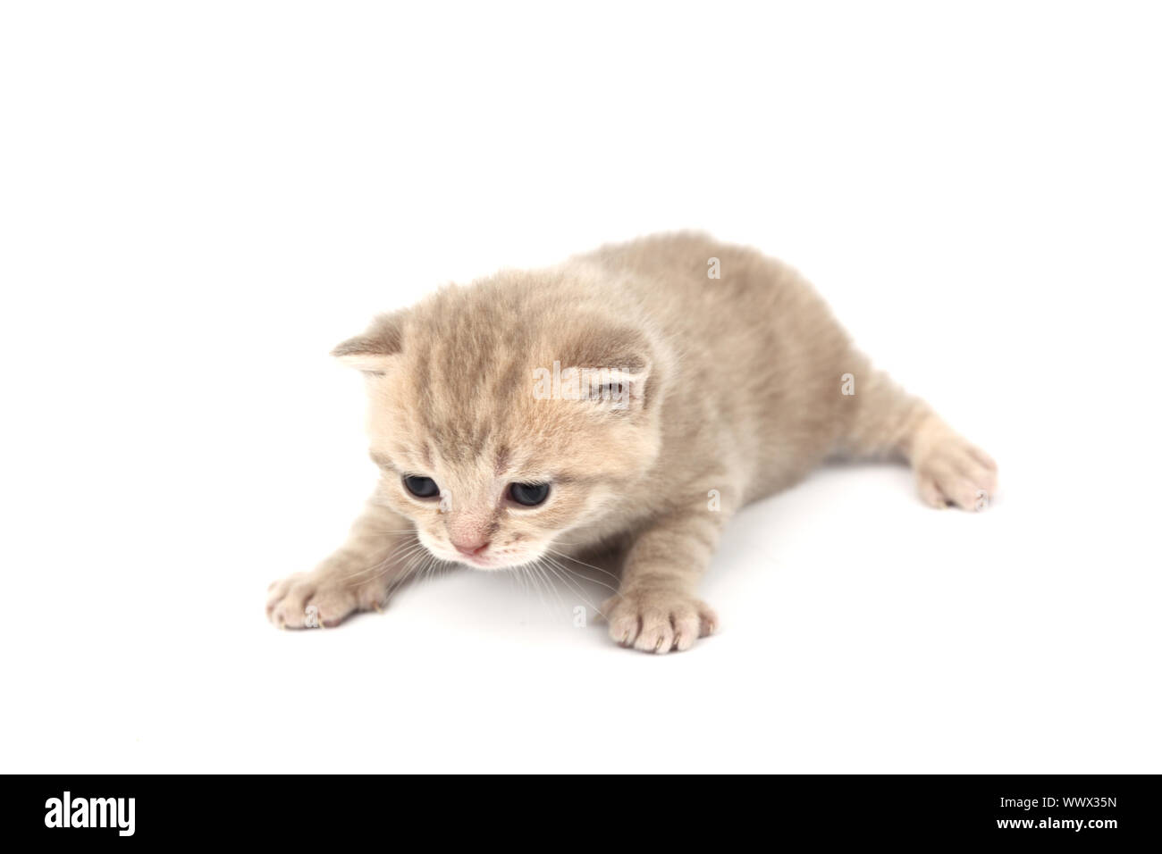 cat isolated on white background Stock Photo - Alamy