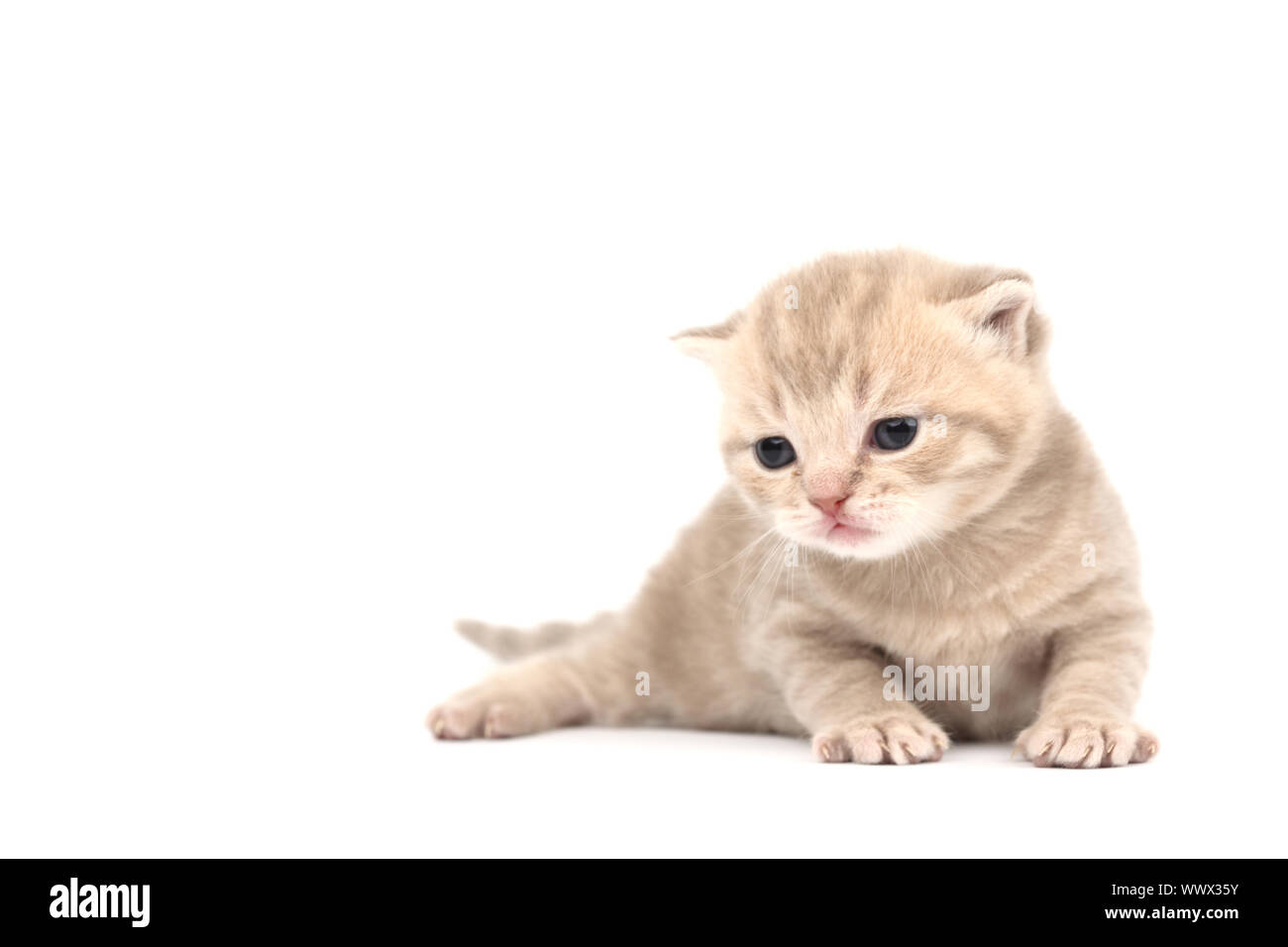 cat isolated on white background Stock Photo - Alamy