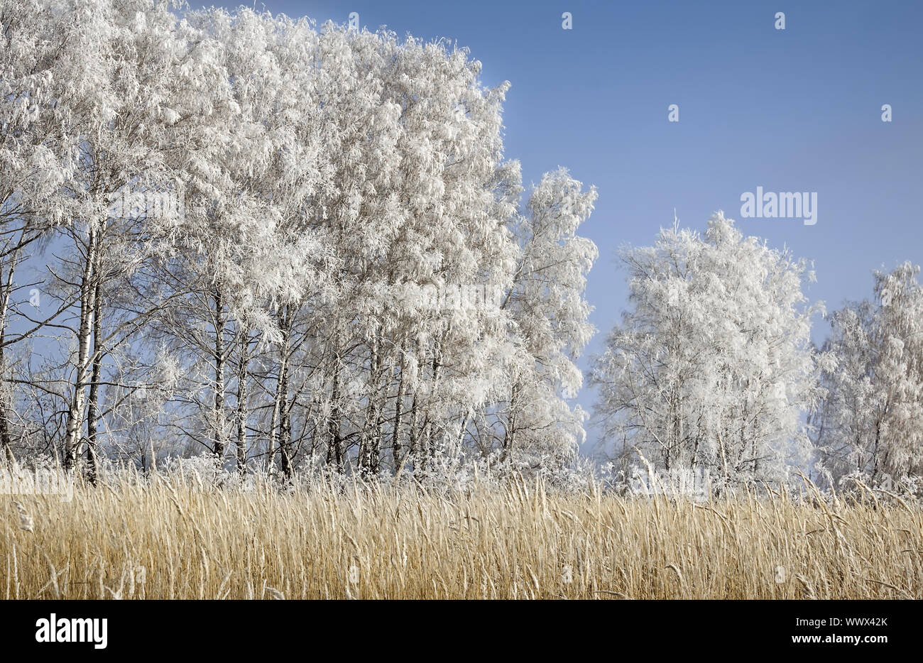 Winter landscape: the trees in thick frost. Stock Photo