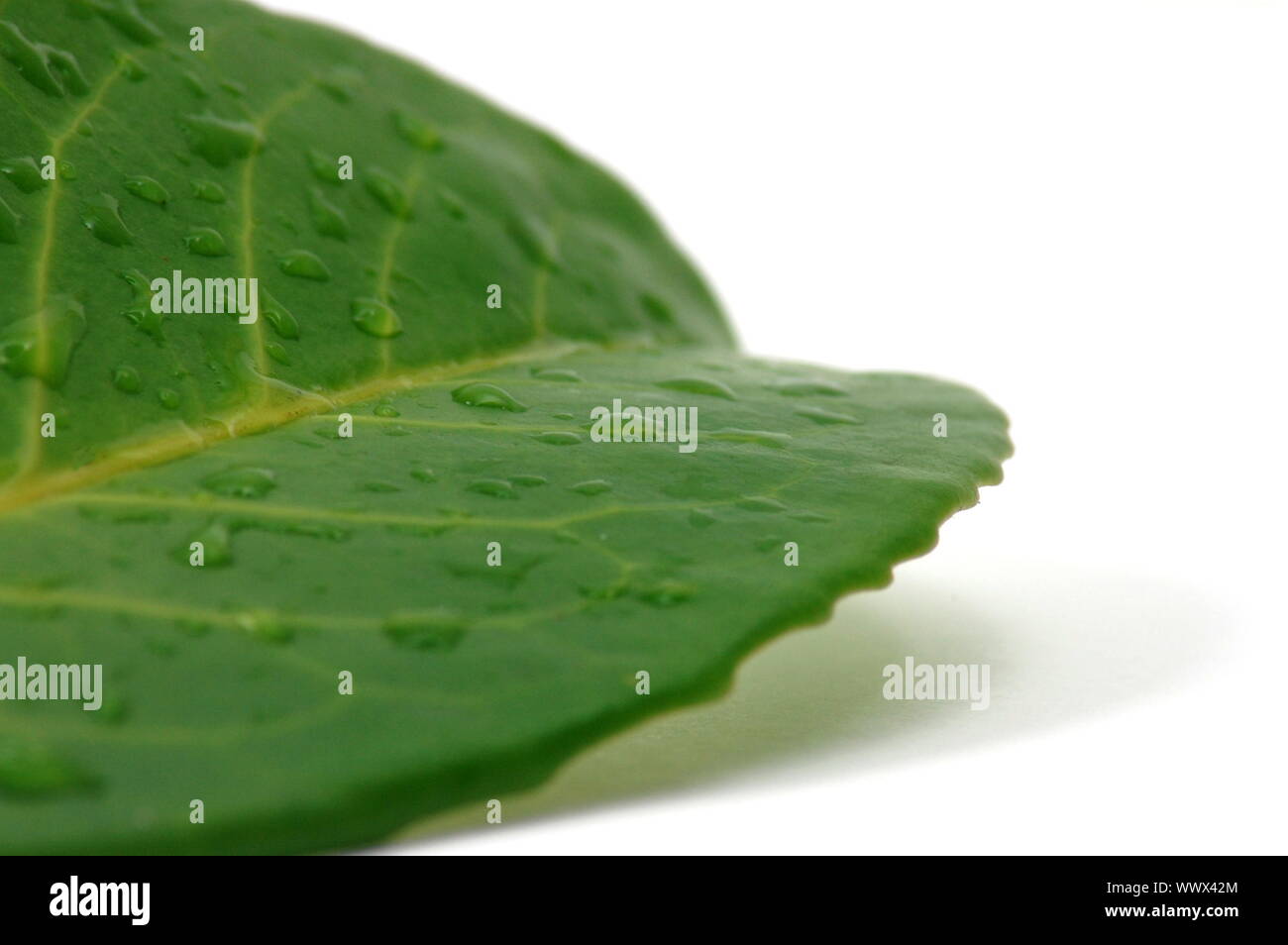 green leaf with water drops after summer rain isolated Stock Photo - Alamy
