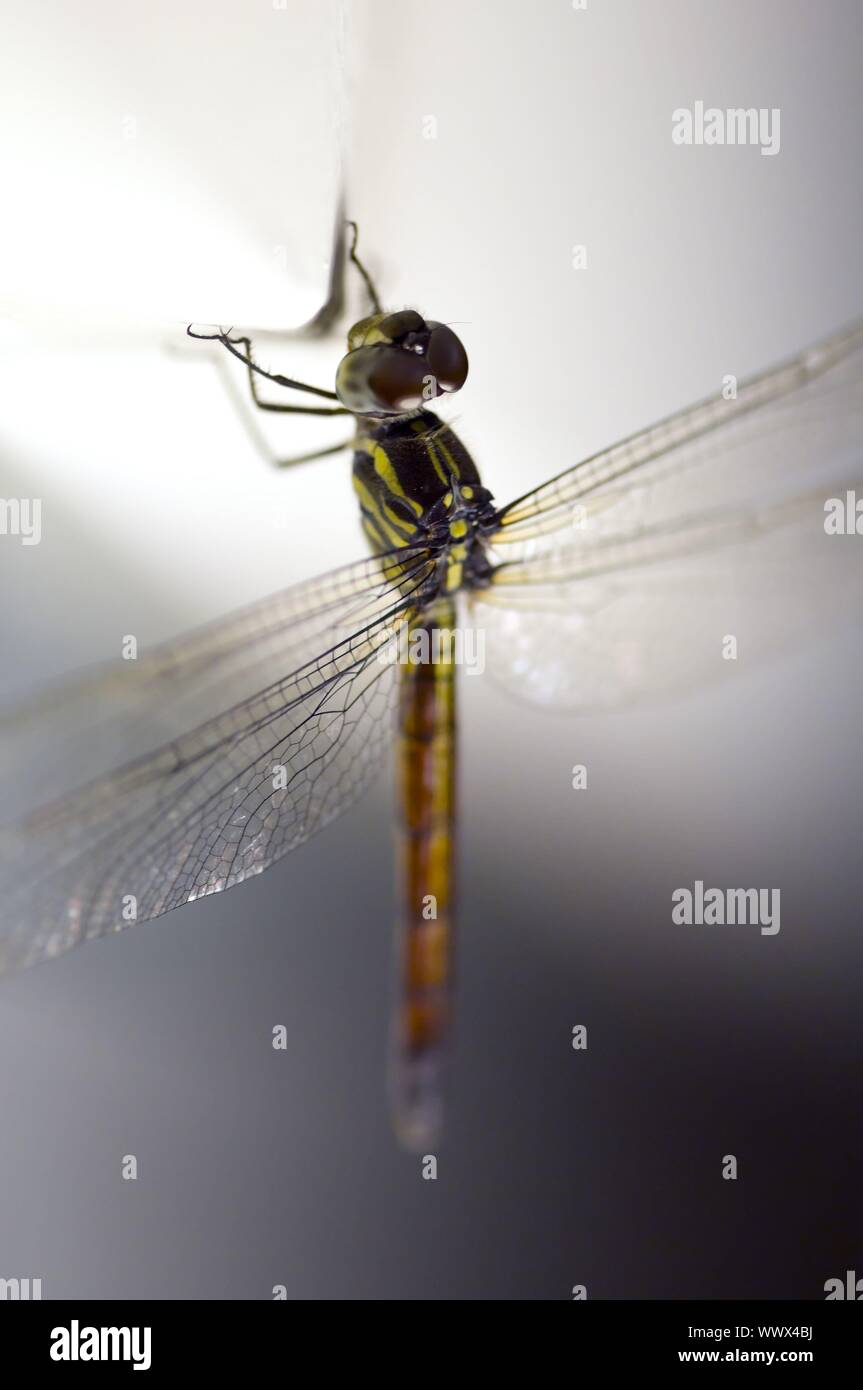 Close up shoot of a anisoptera dragonfly Stock Photo