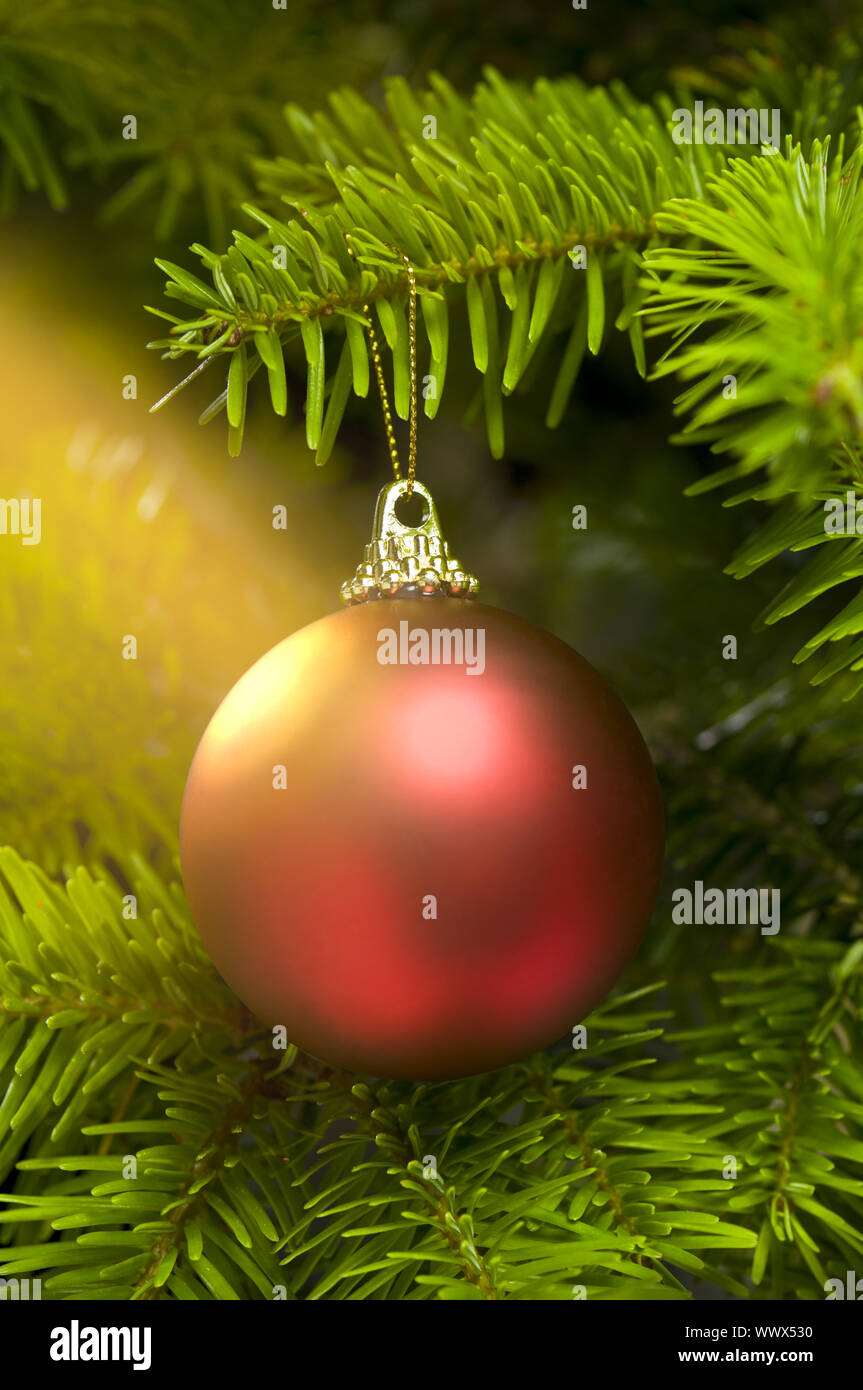 Red ball in a real Caucasian Fir Christmas tree Stock Photo
