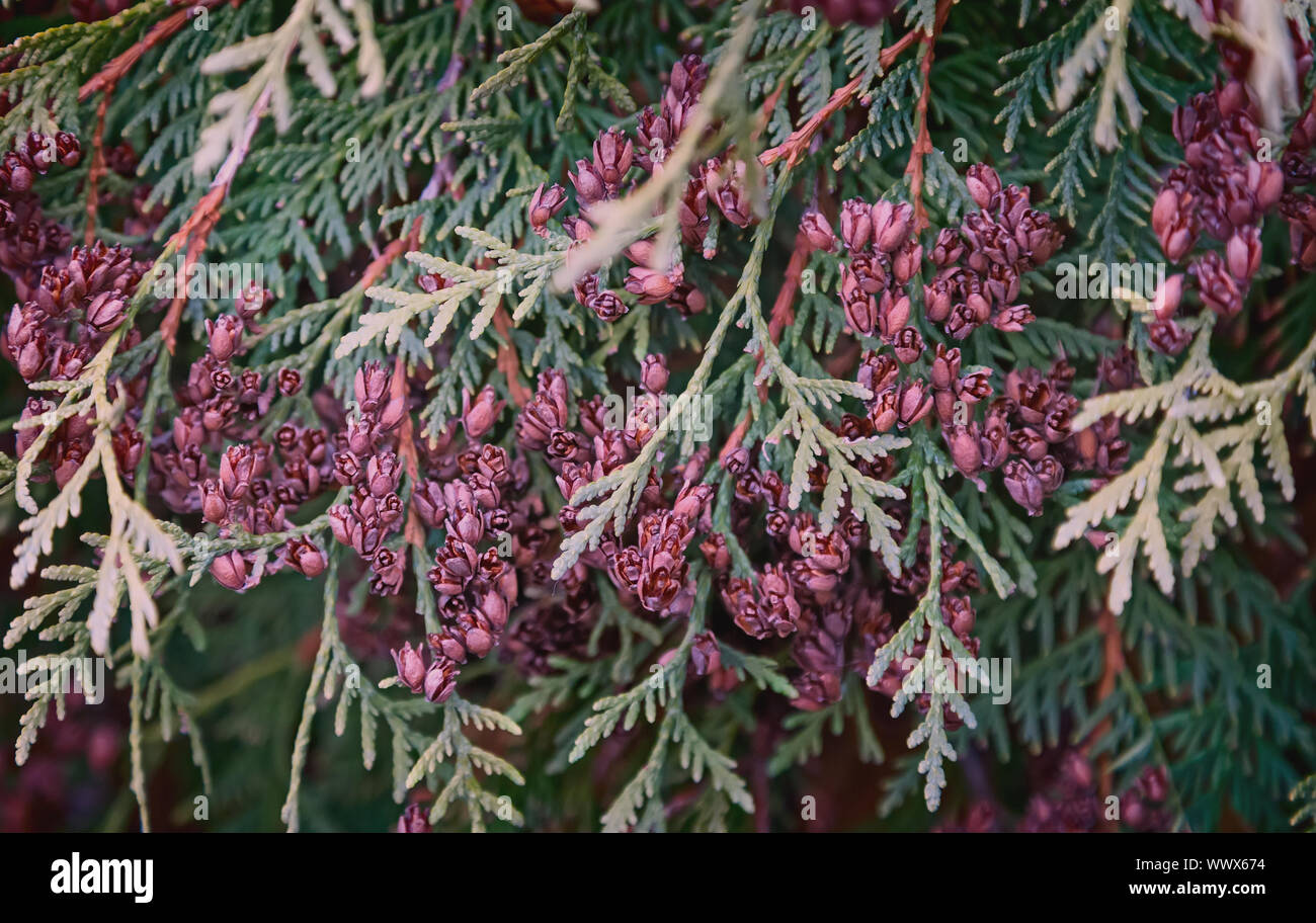 The branches and fruits of arborvitae, thuja occidentalis variet Stock Photo