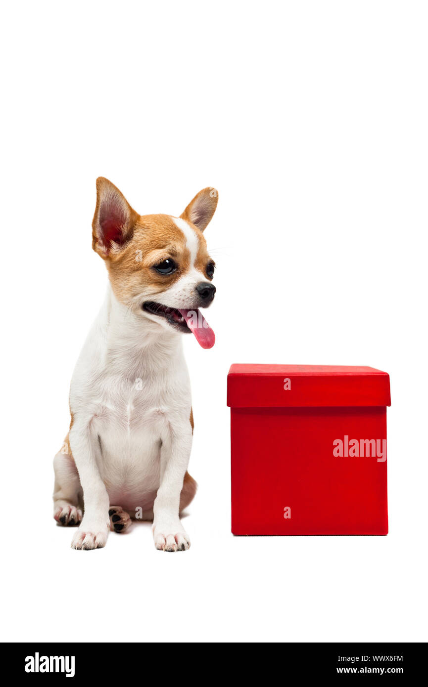 Pomeranian dog next to an red present box Stock Photo