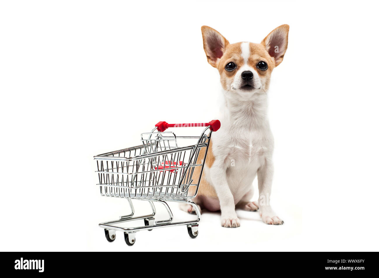 Pomeranian dog clearance shopping