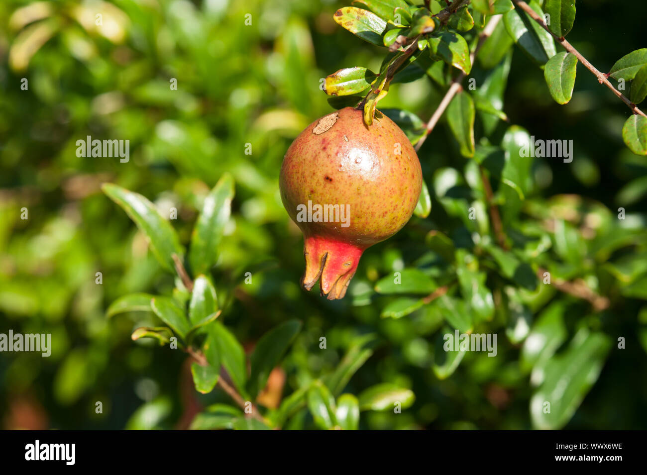 Pomegranate fruit and blossom on a sunny day Stock Photo