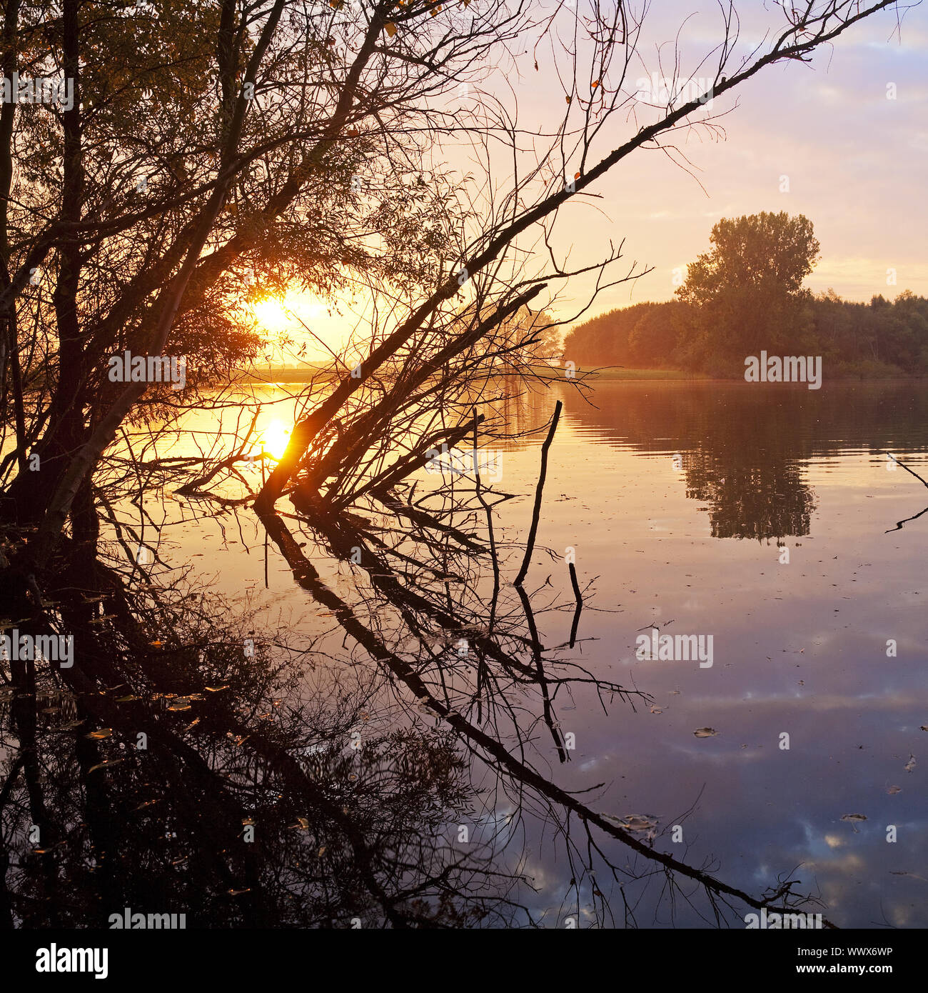 nature reserve Bislicher Insel at sunrise, Xanten, North Rhine-Westphalia, Germany, Europe Stock Photo