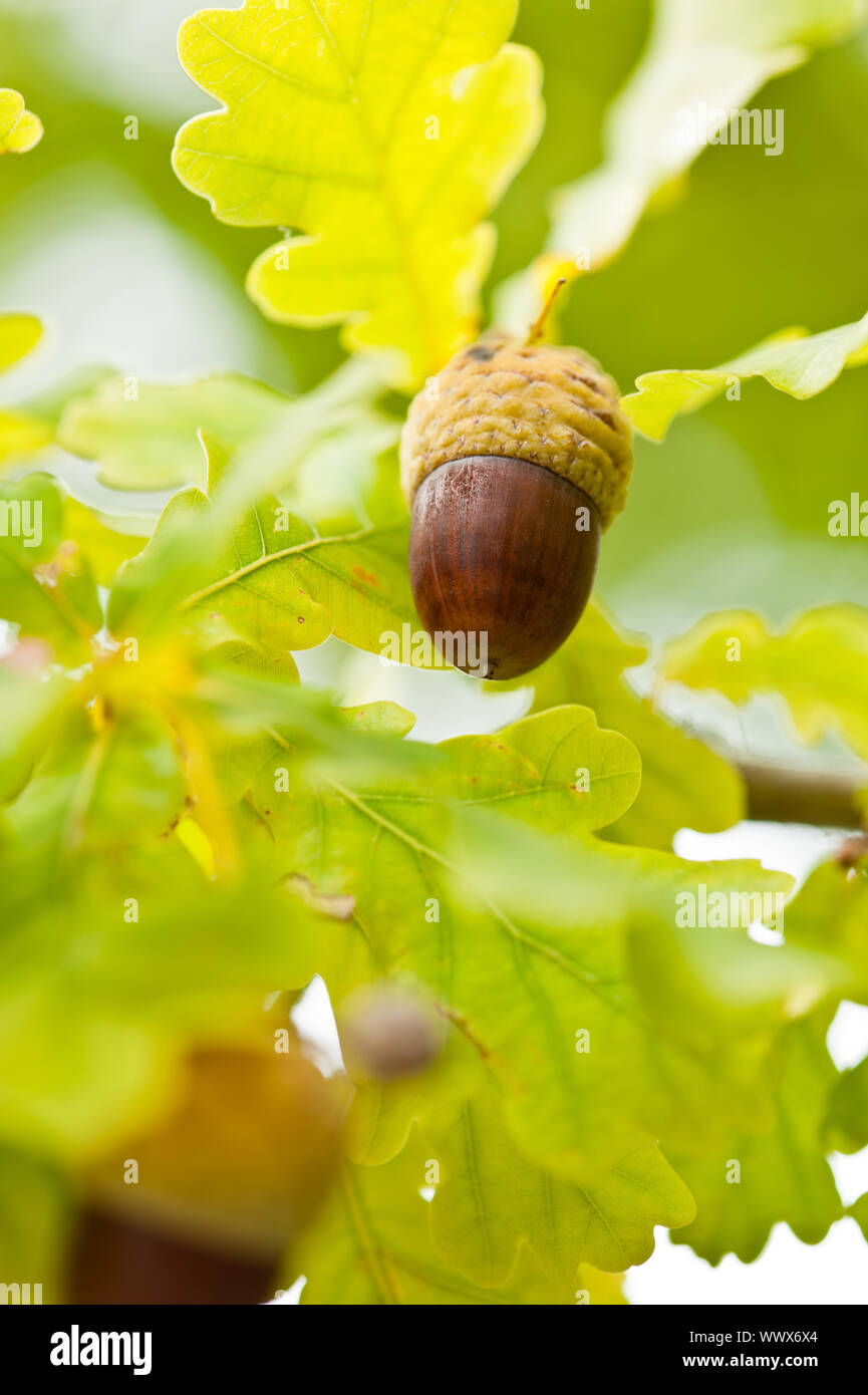 Fruit of an Oak tree ripe in autumn, on a sunny day Stock Photo - Alamy