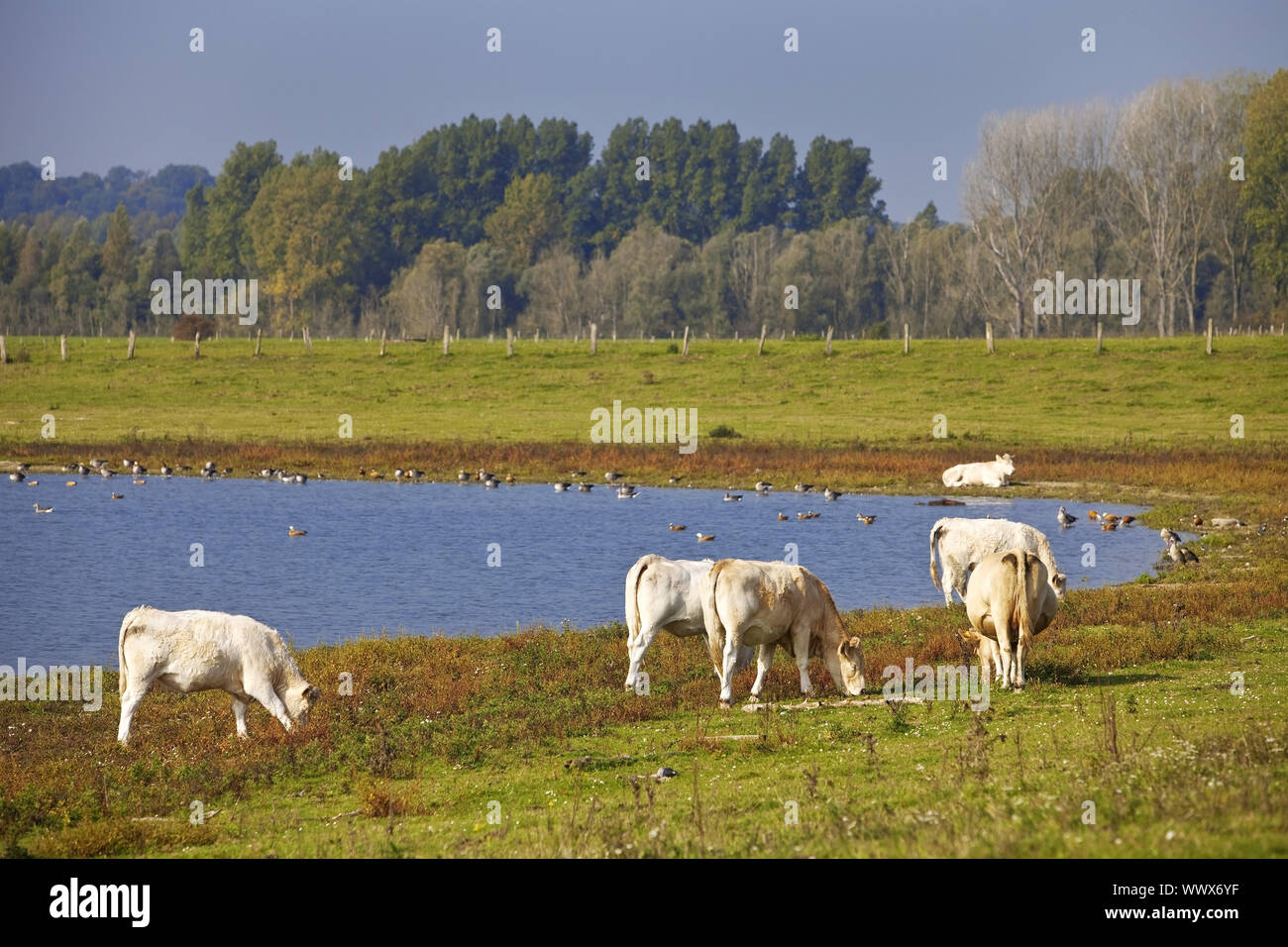 domestic cattle in nature reserve Bislicher Insel, Xanten, North Rhine-Westphalia, Germany, Europe Stock Photo