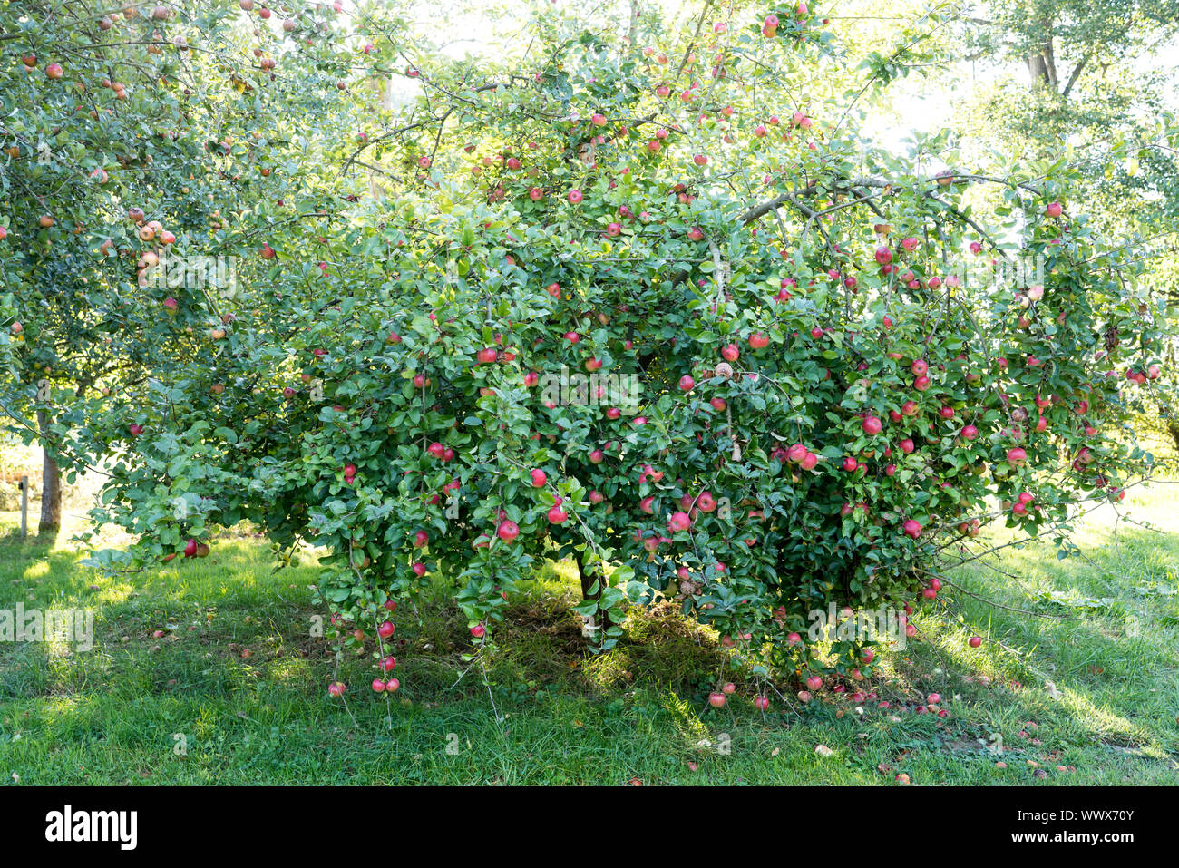Ostener Kaiserapfel, German apple cultivar, Germany, Europe Stock Photo