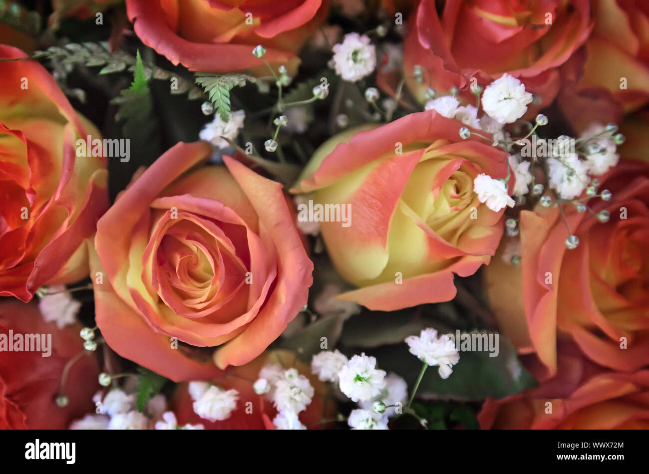 Beautiful bright pink rose, top view Stock Photo - Alamy