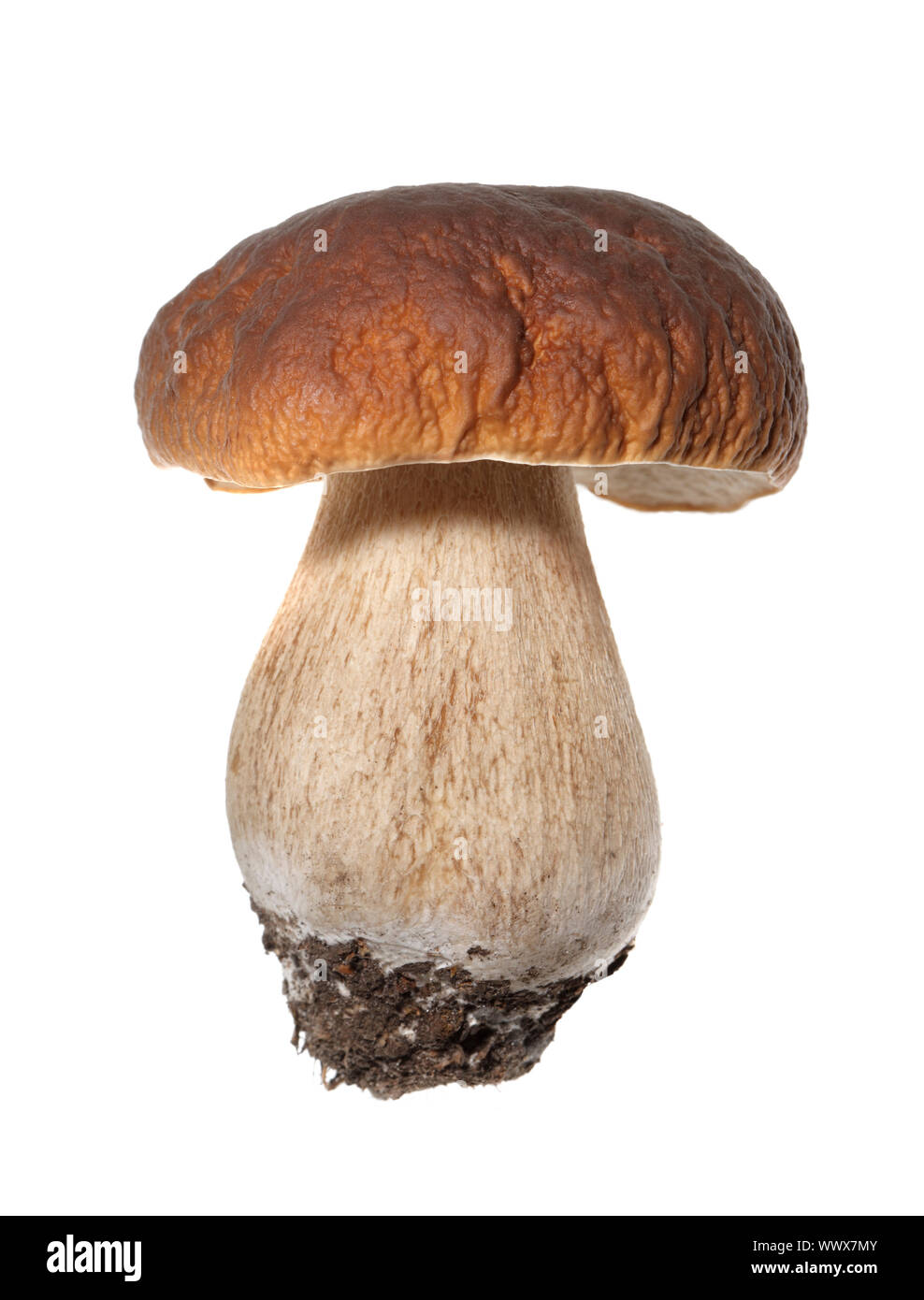 Porcini mushroom (Boletus edulis) aka bolete or penny bun isolated on