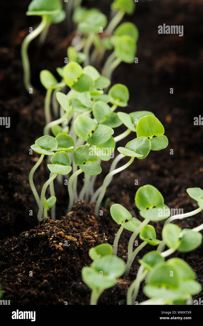 Small Basil seedlings growing in soil Stock Photo Alamy