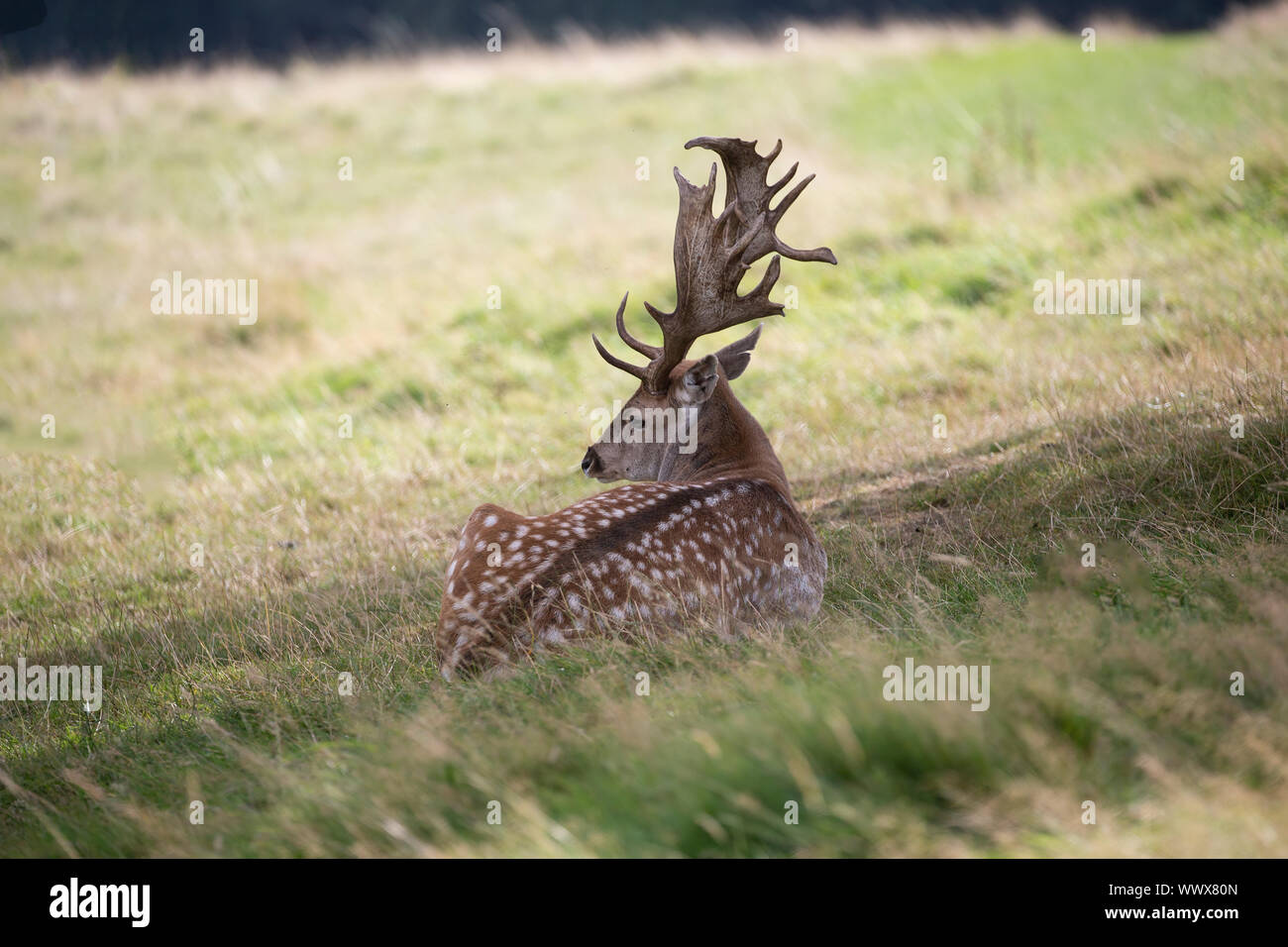 Male Fallow deer (buck) Dama dama lying down in the shade of a tree on open grassland Stock Photo