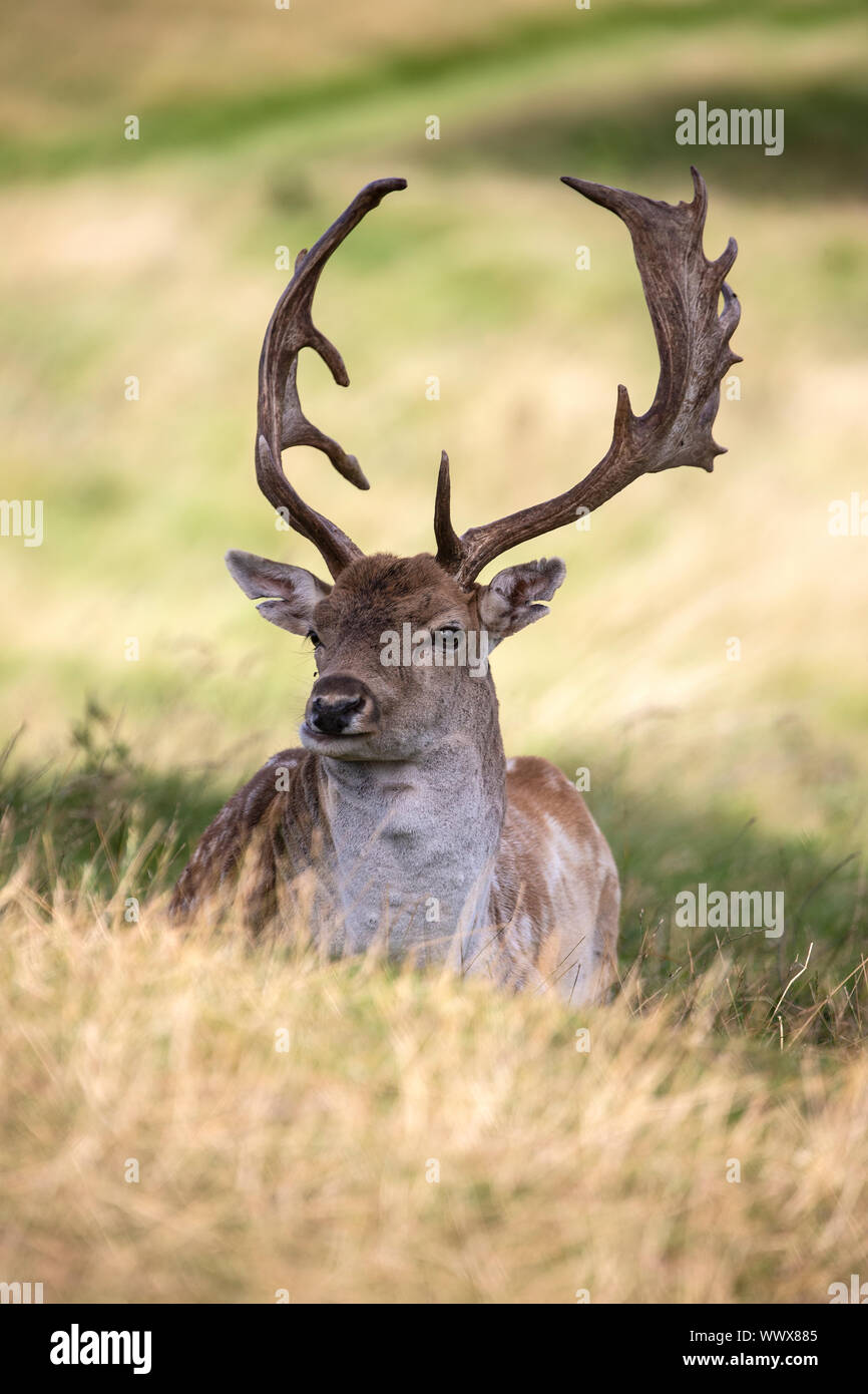 Male Fallow deer (buck) Dama dama lying down in the shade of a tree on open grassland Stock Photo