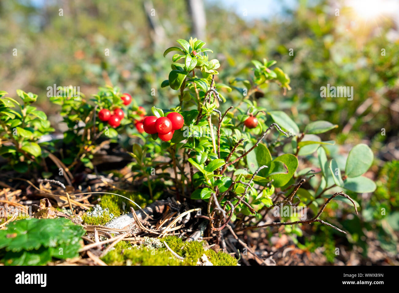 Lingonberry shrub with red berries closeup deep in the forest and sunbeams. Stock Photo