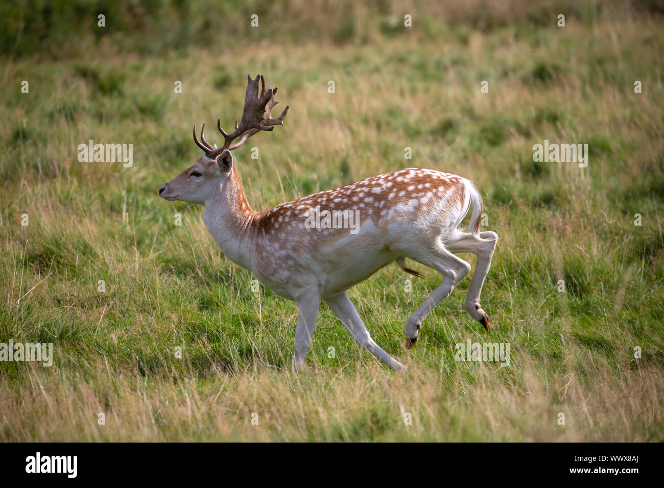 Male Fallow deer (buck) Dama dama running across open grassland Stock Photo