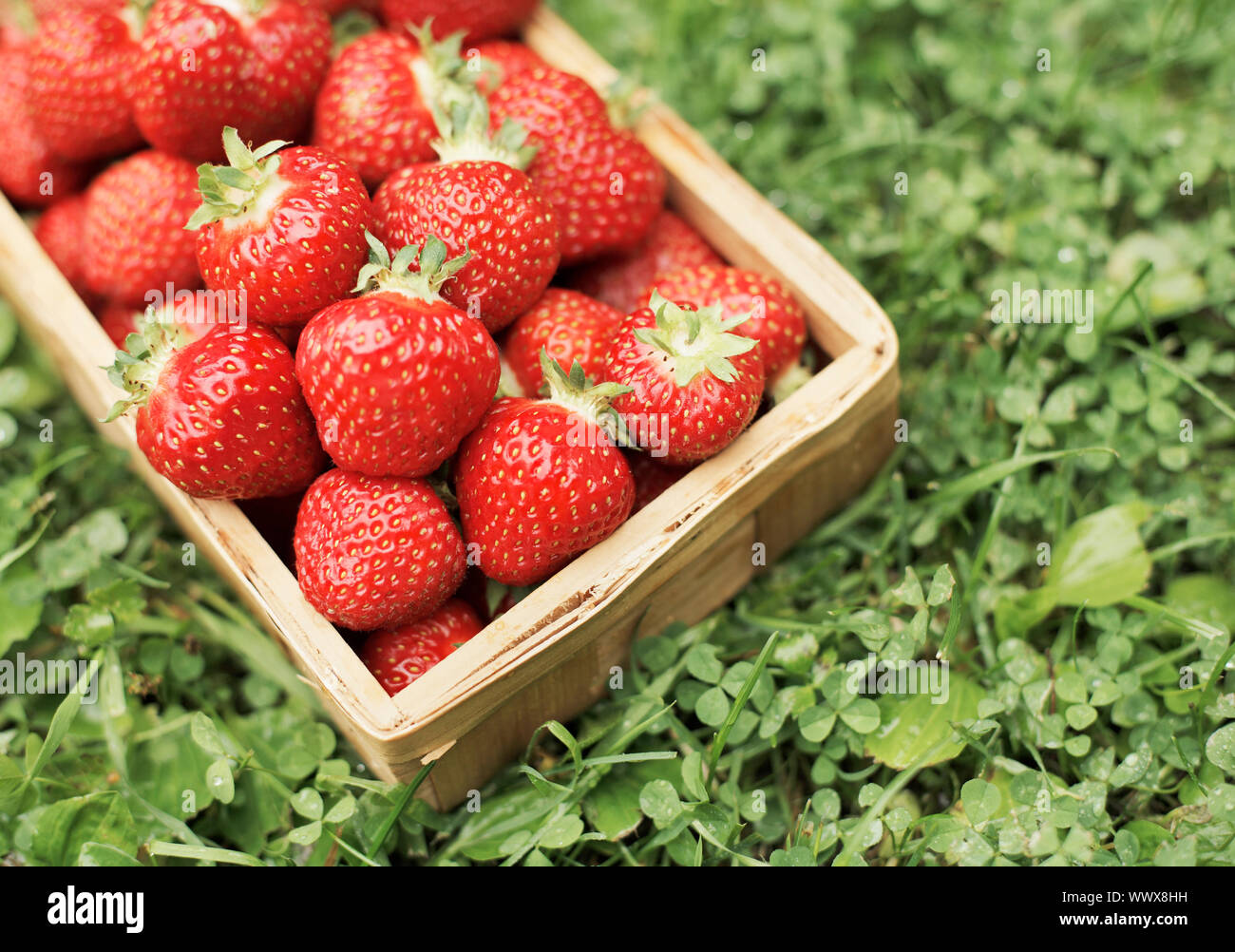 Fresh ripe strawberries in a small wooden box Stock Photo - Alamy