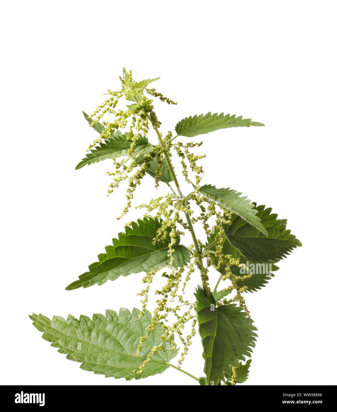 Stinging nettle or common nettle, Urtica dioica, is a herbaceous ...
