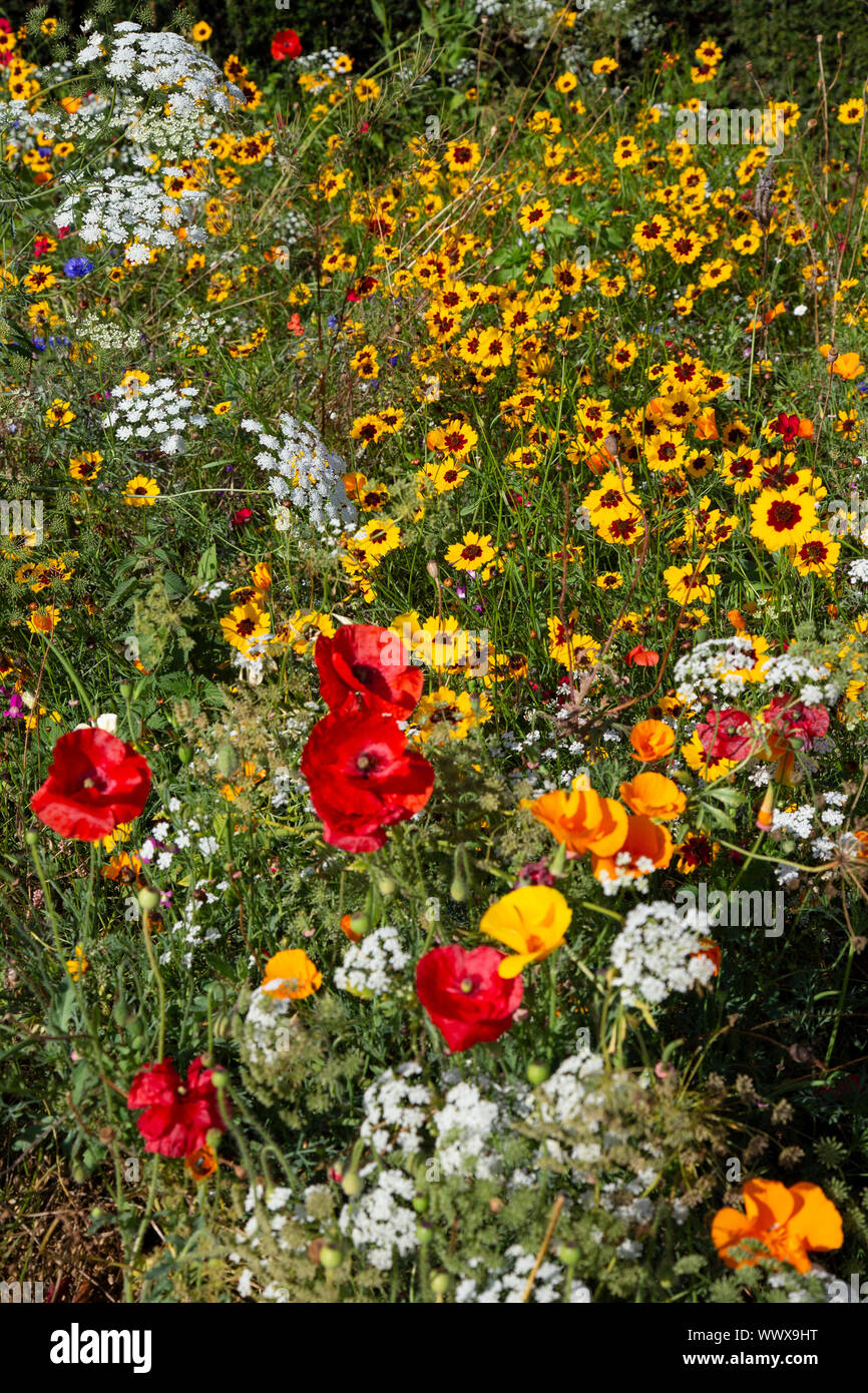 Assorted wild flowers in a meadow planted to provide a colourful