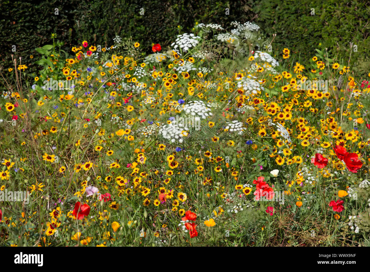 Attracts pollinating insects hires stock photography and images Alamy