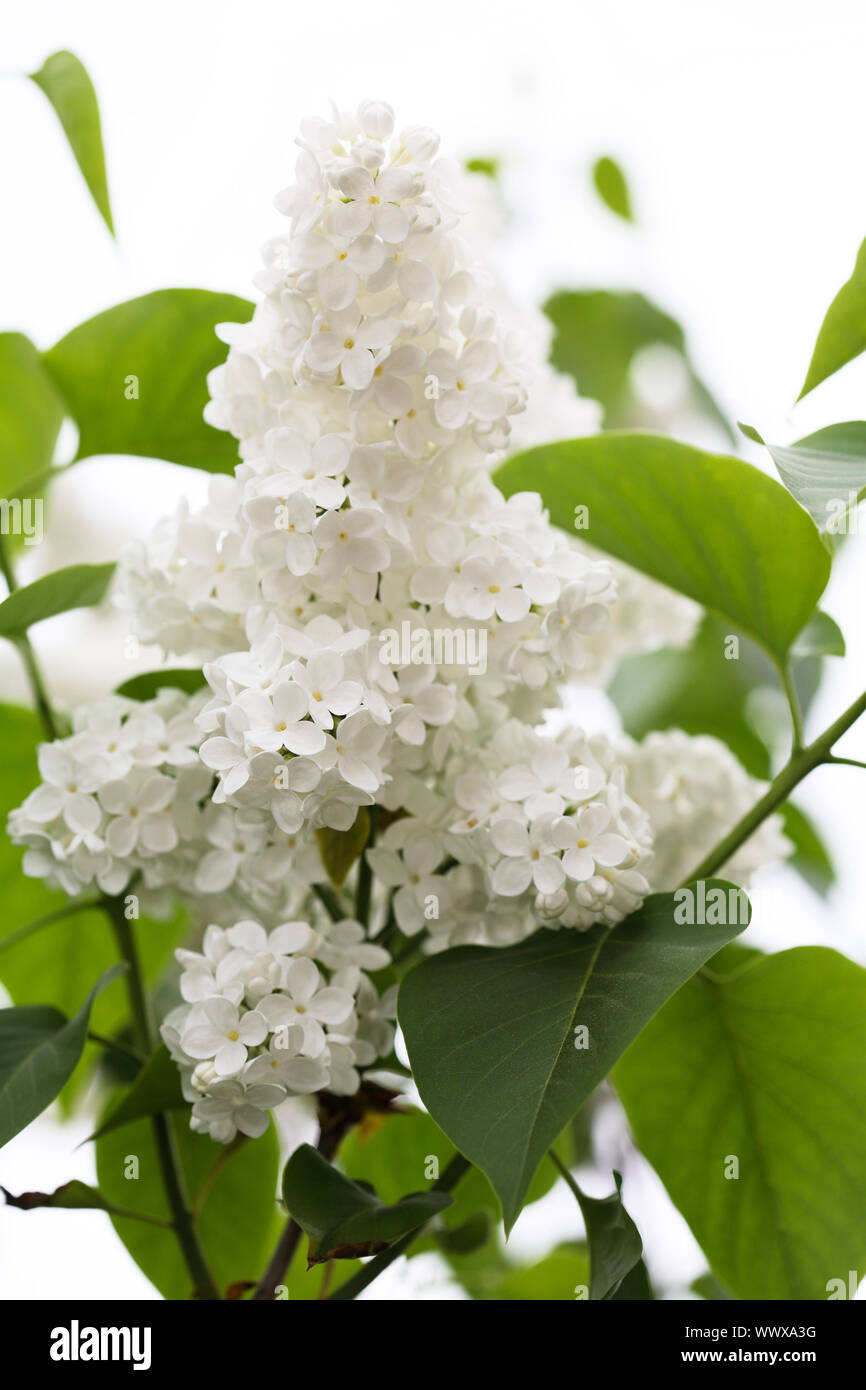 Common Lilac, white variant (Syringa vulgaris 'Alba') Stock Photo