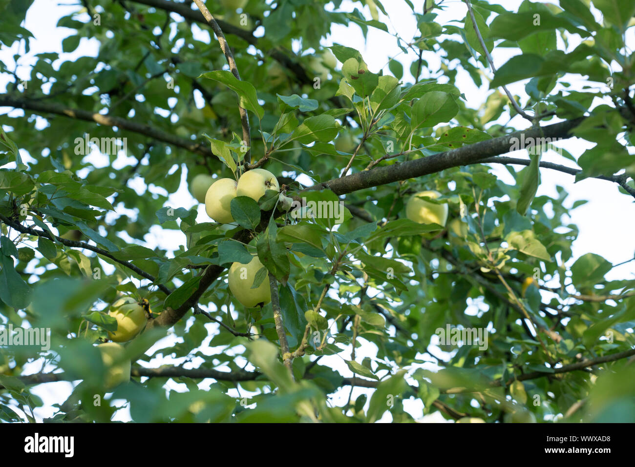 Gelber Richard, German apple cultivar, Germany, Europe Stock Photo