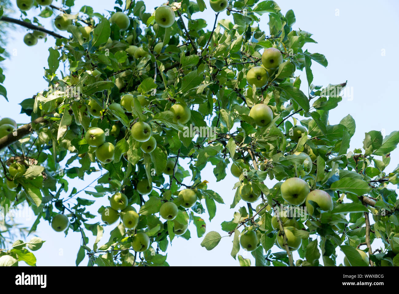 Jonagold Rubinstar, apple cultivar Stock Photo