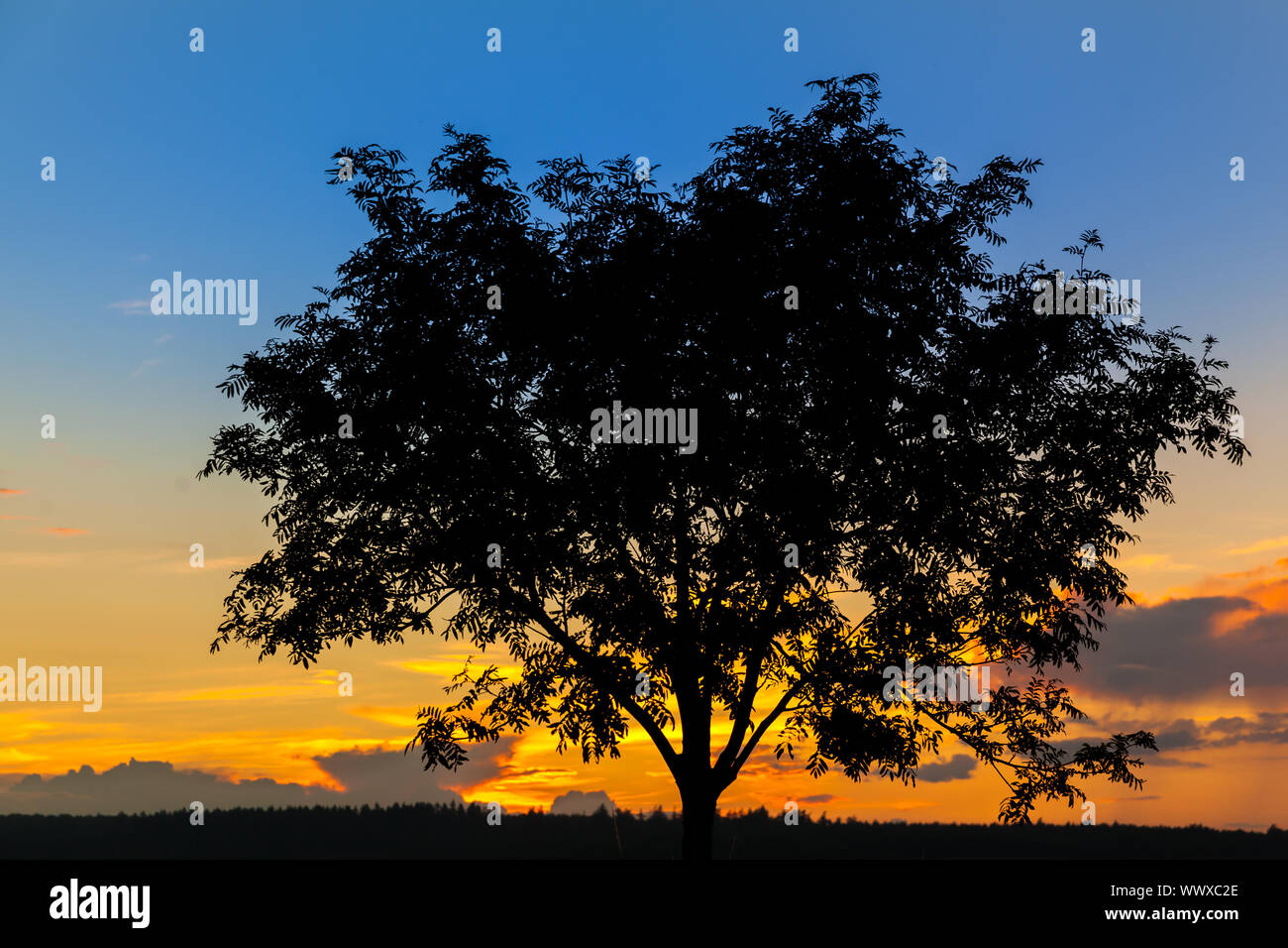 single setting tree against sunset Stock Photo