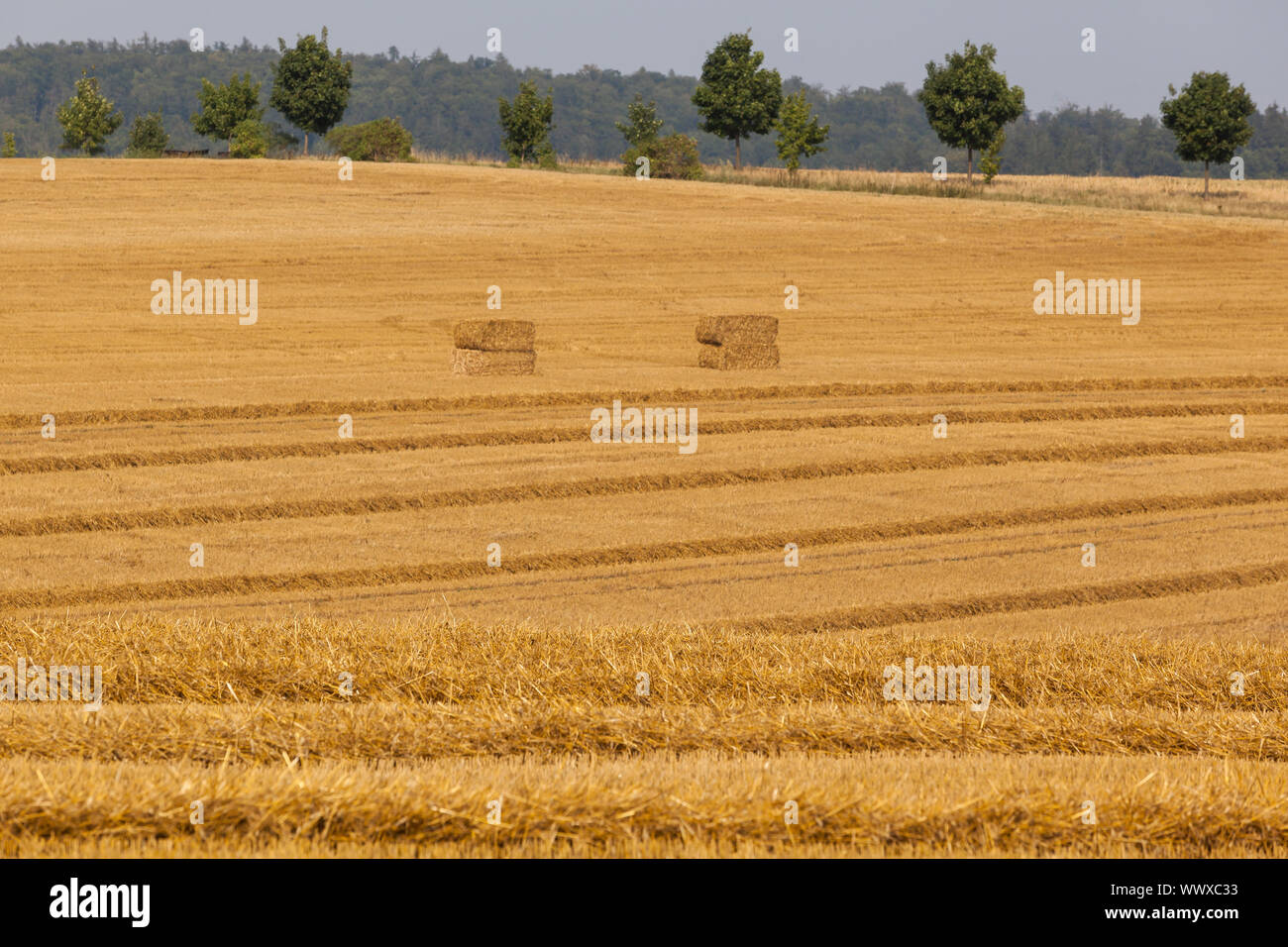 Grain field with straw bales Stock Photo