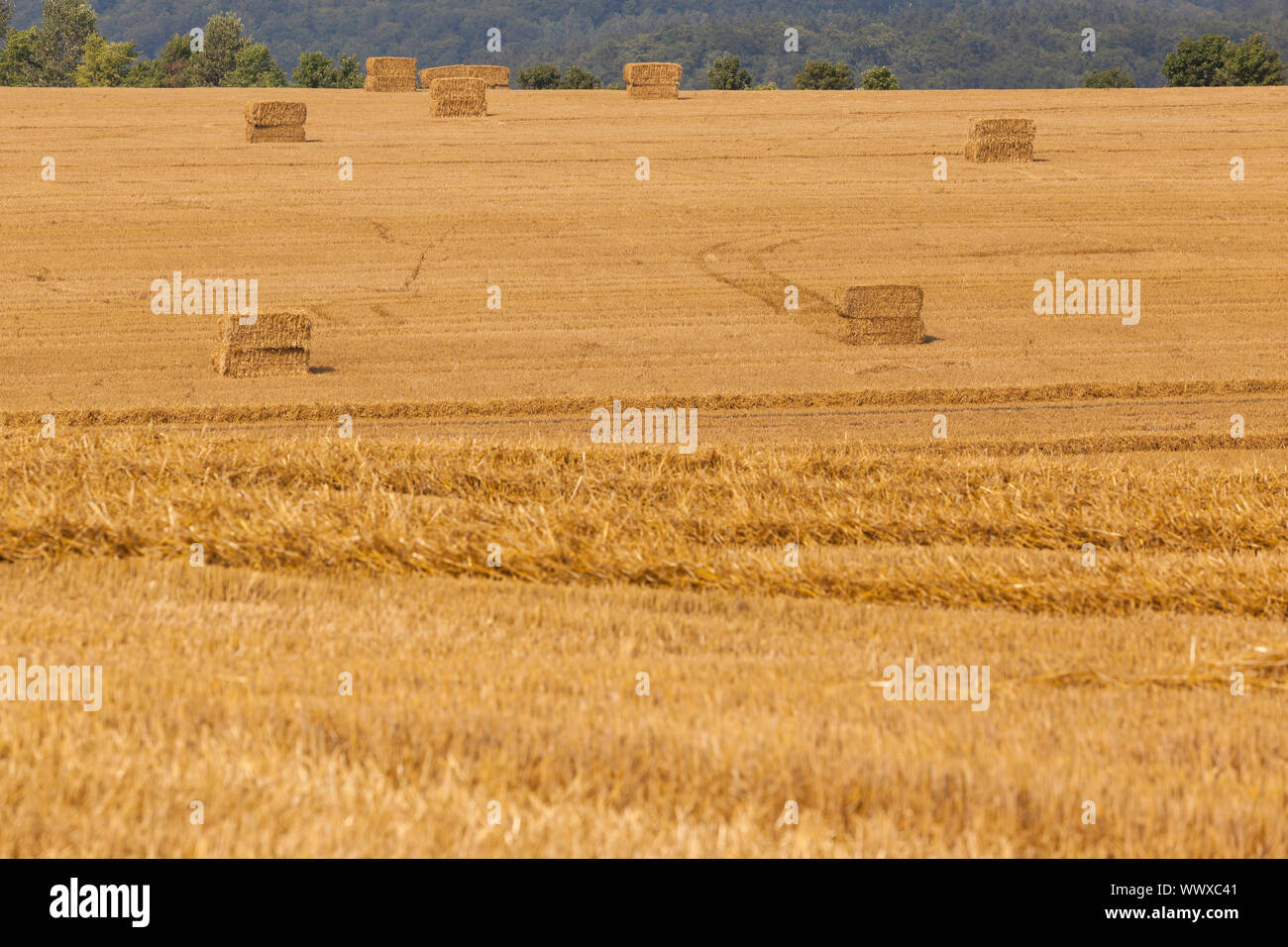 Grain field with straw bales Stock Photo