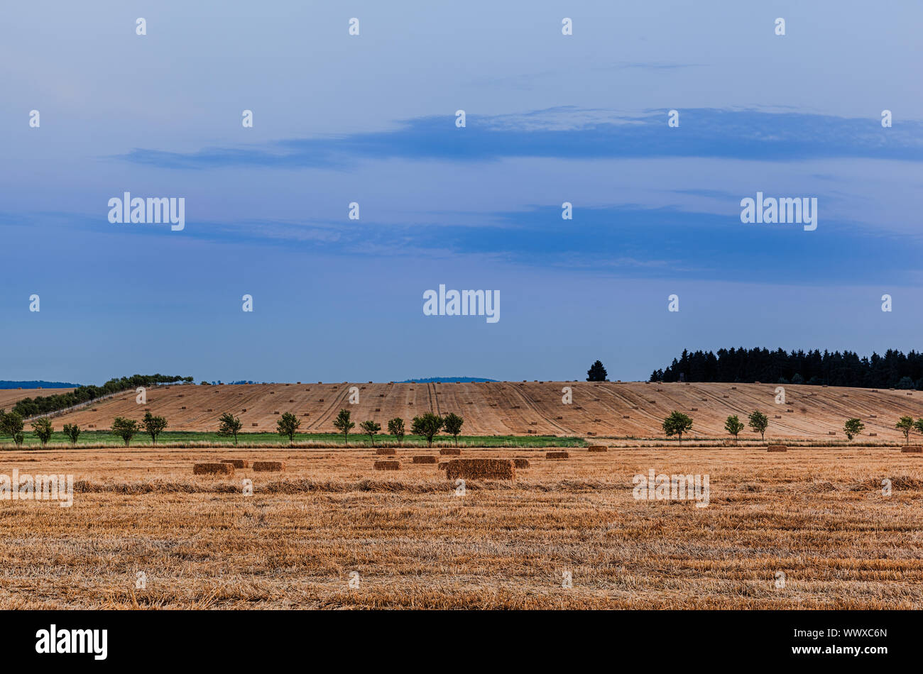 Grain field at sunset Stock Photo