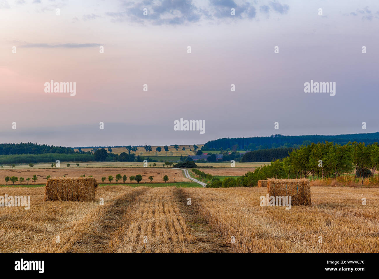 Grain field at sunset Stock Photo