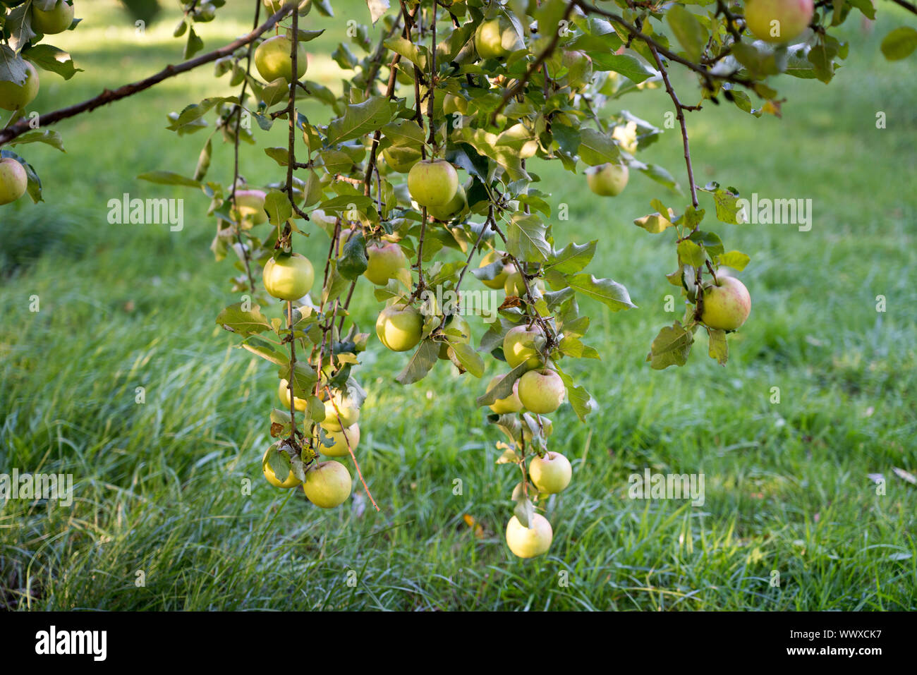 Jonagold Rubinstar, apple cultivar Stock Photo