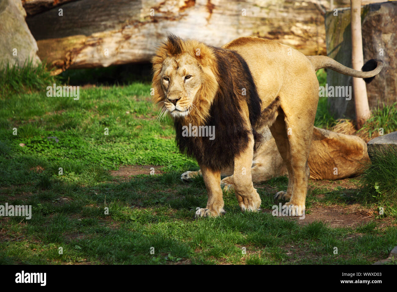 close up lion in zoo Stock Photo - Alamy