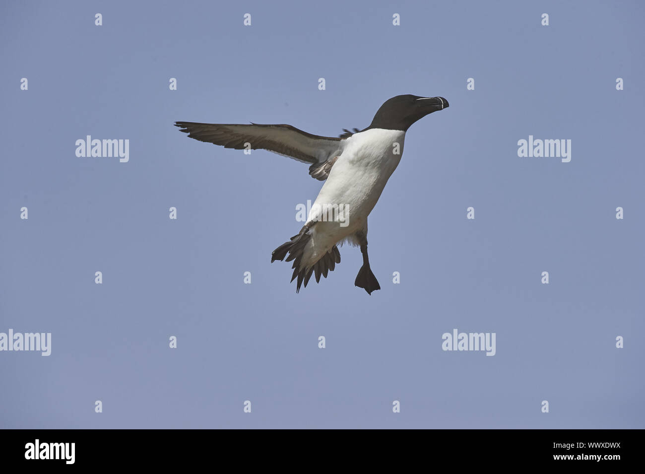 razorbill Stock Photo