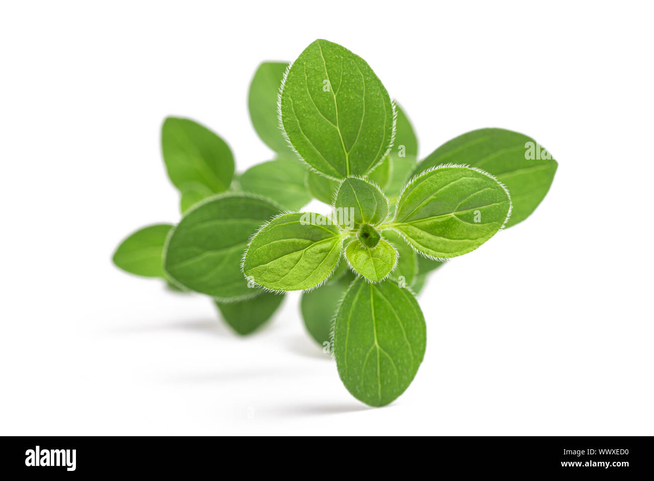 Oregano (origanum vulgare) isolated on white background Stock Photo