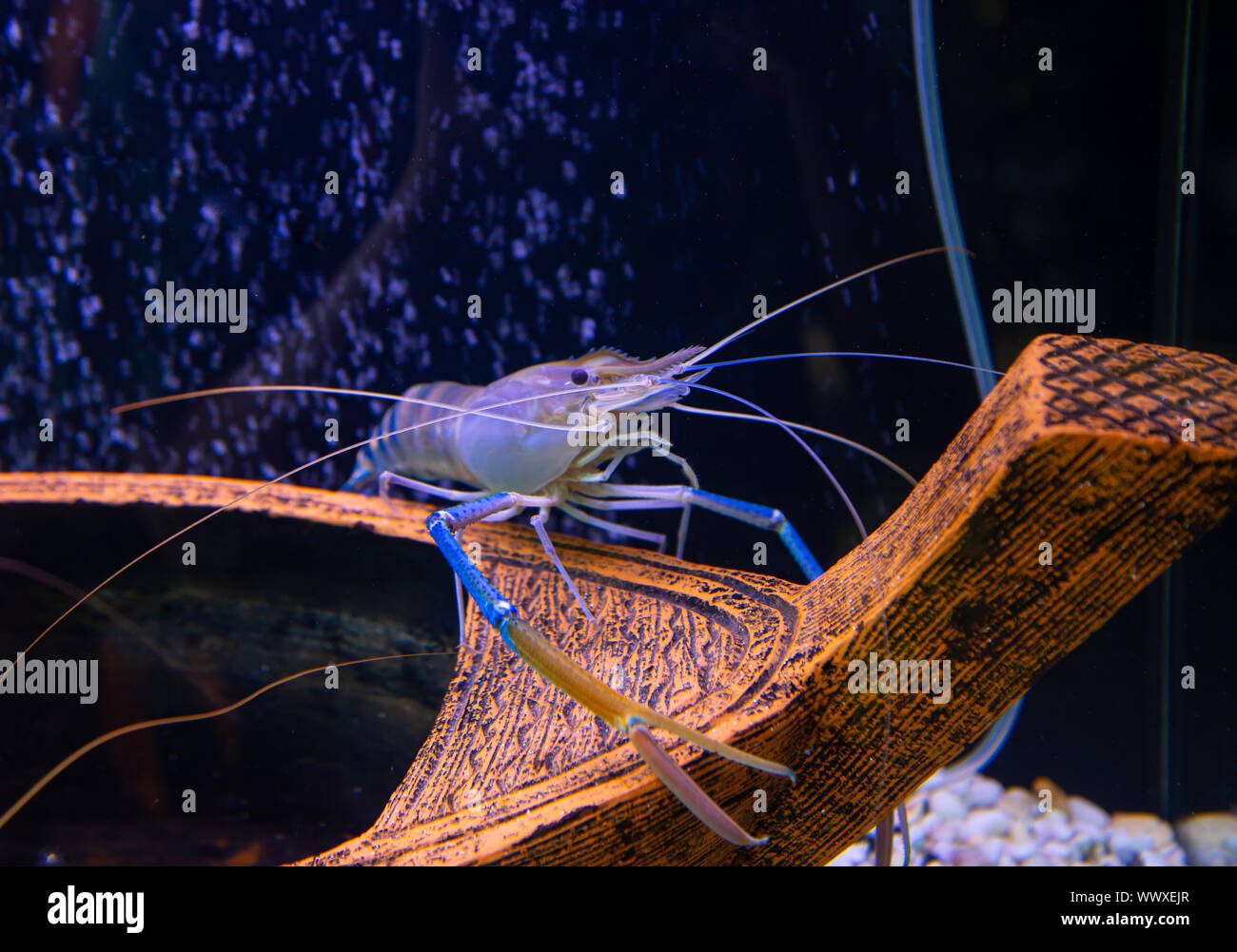 Tiger prawn underwater hi-res stock photography and images - Alamy