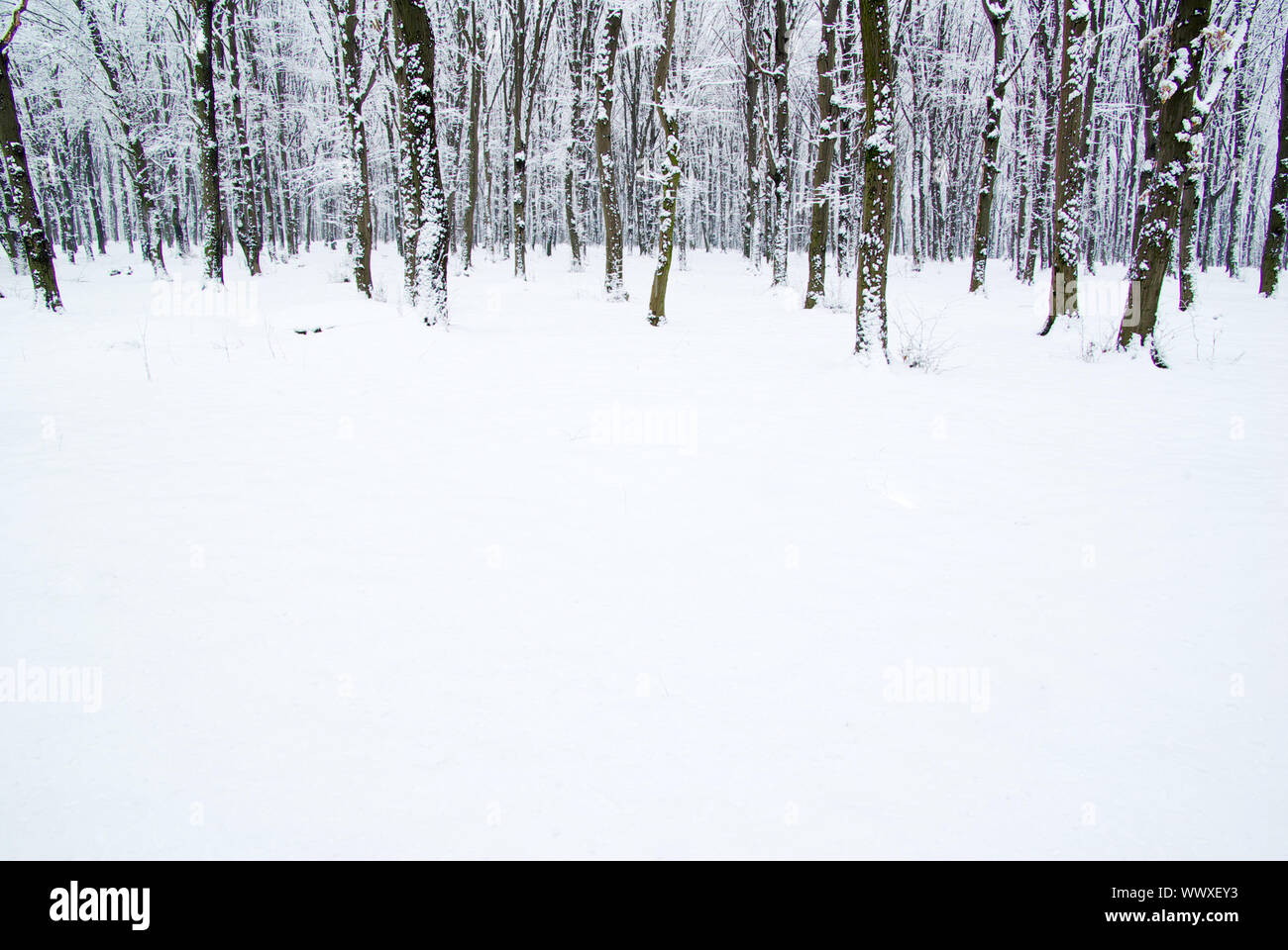 beautiful winter forest and the road Stock Photo - Alamy