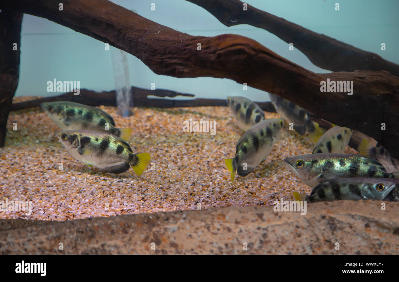 Banded archerfish (Toxotes jaculatrix) in freshwater aquarium Stock Photo