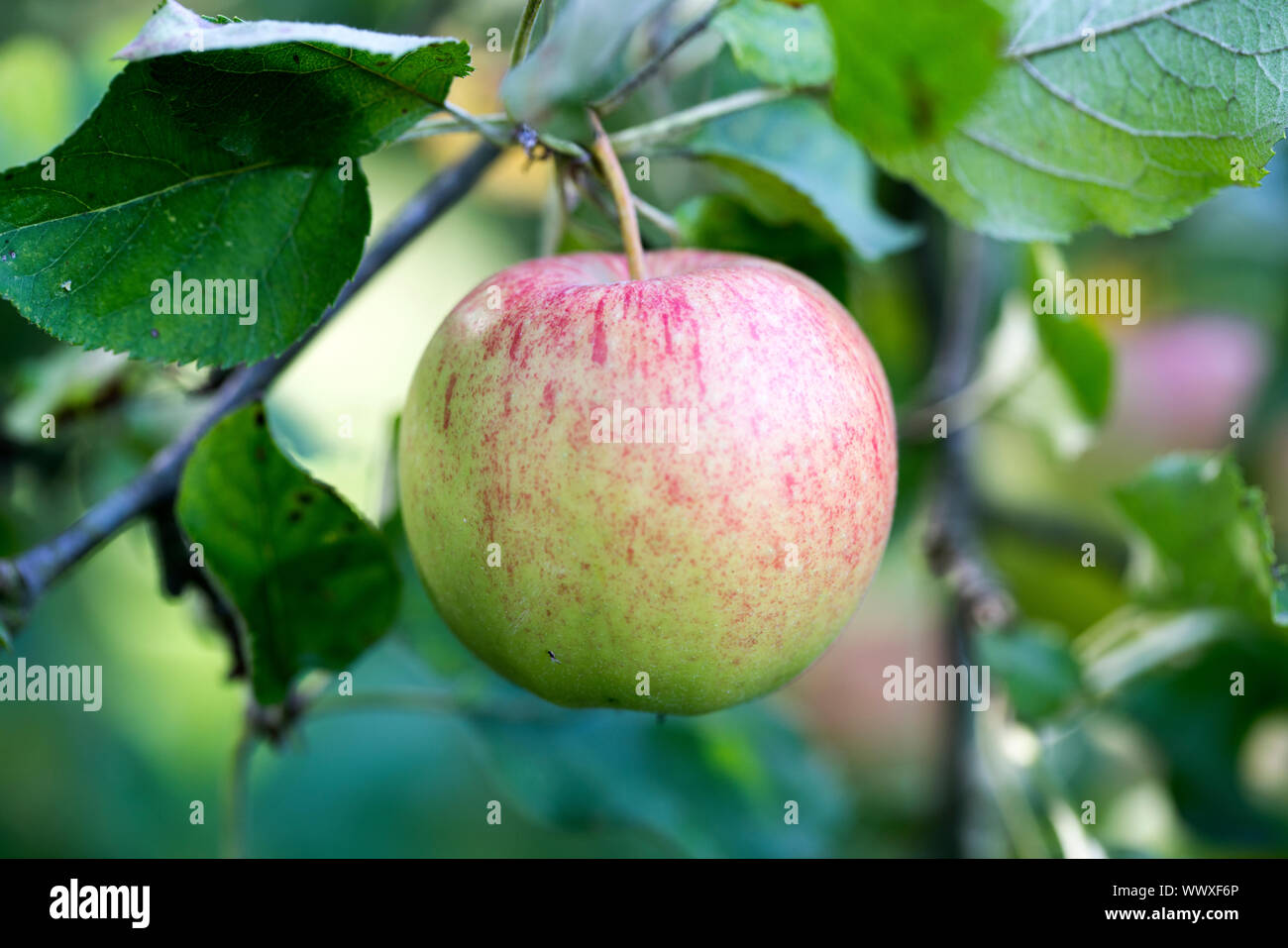 Jonagold Rubinstar, apple cultivar Stock Photo Alamy