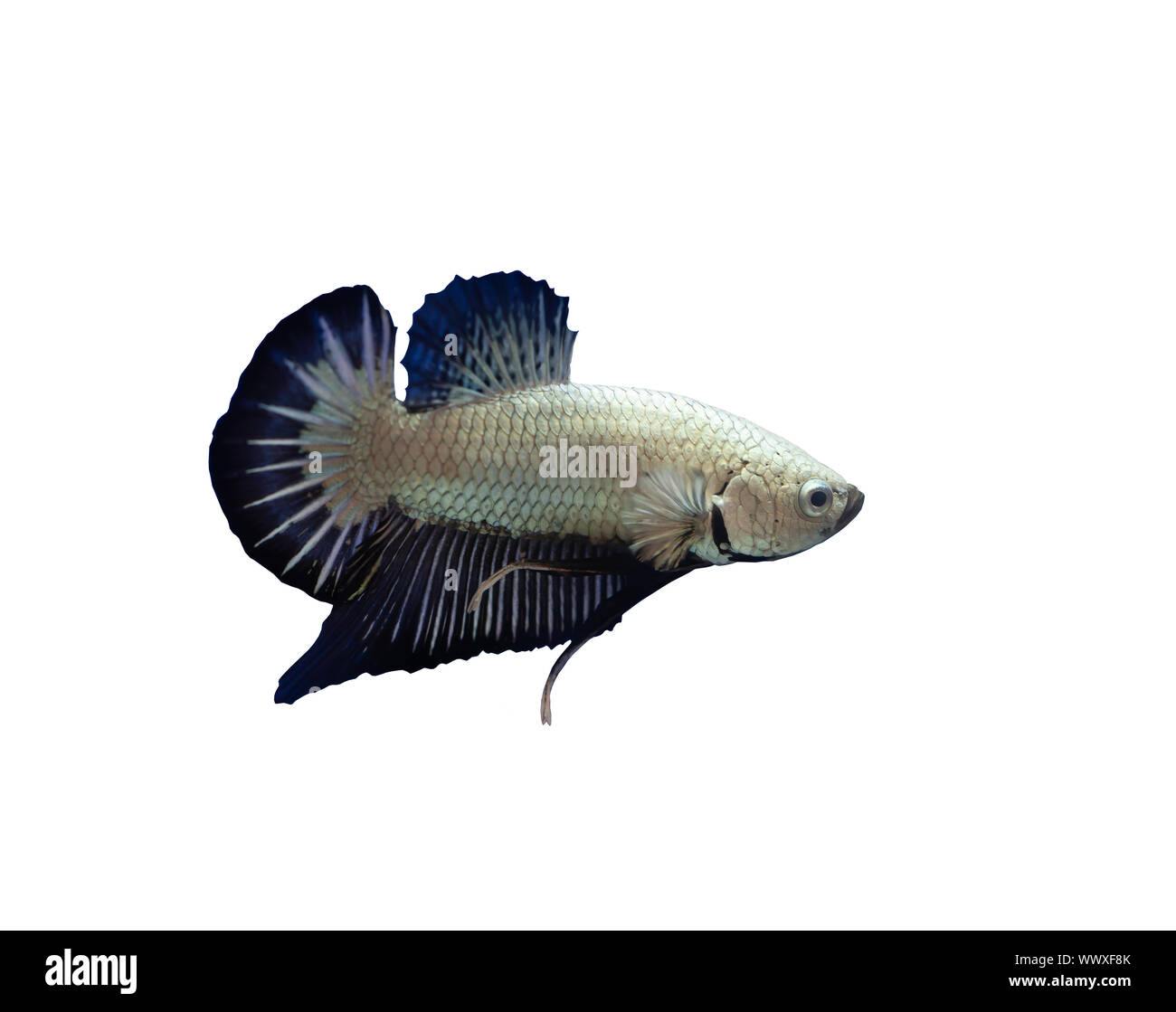 Siamese fighting fish short fin betta fish Stock Photo Alamy