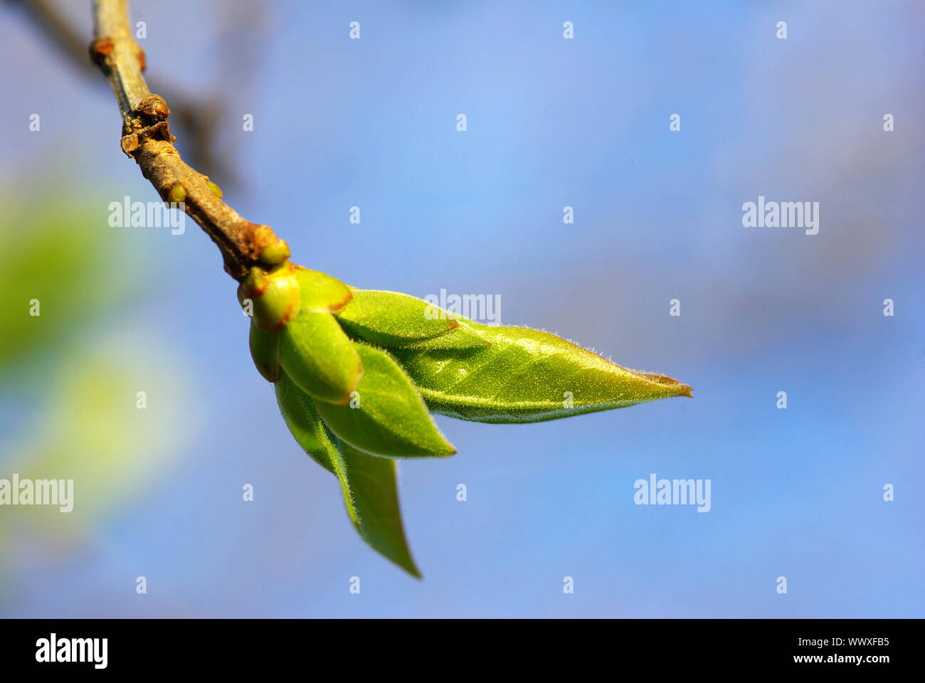 Leaf In Spring First spring leaves over natural background Stock Photo - Alamy