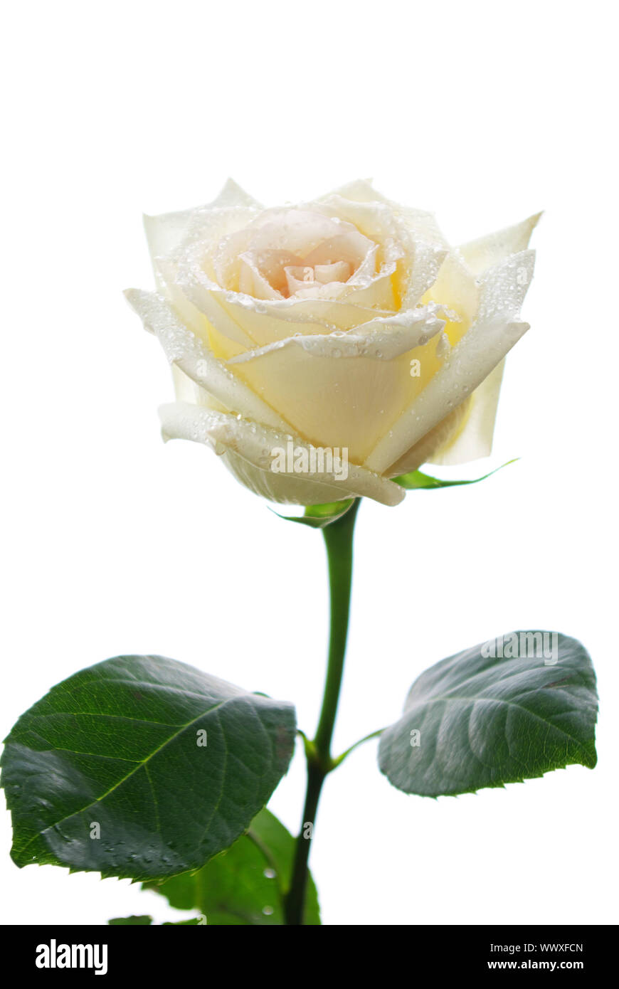 white rose is isolated on a white background Stock Photo - Alamy