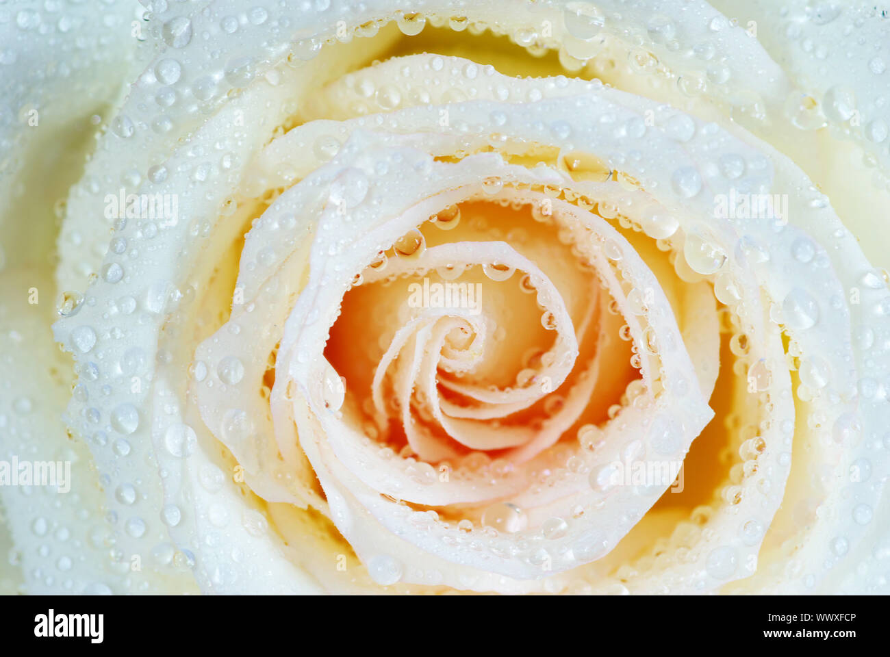 macro of white rose with water drops Stock Photo - Alamy