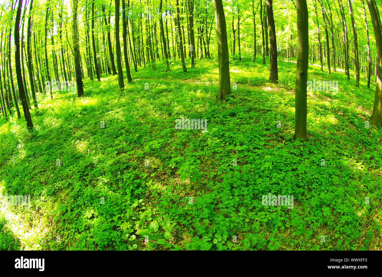a path is in the green forest Stock Photo - Alamy