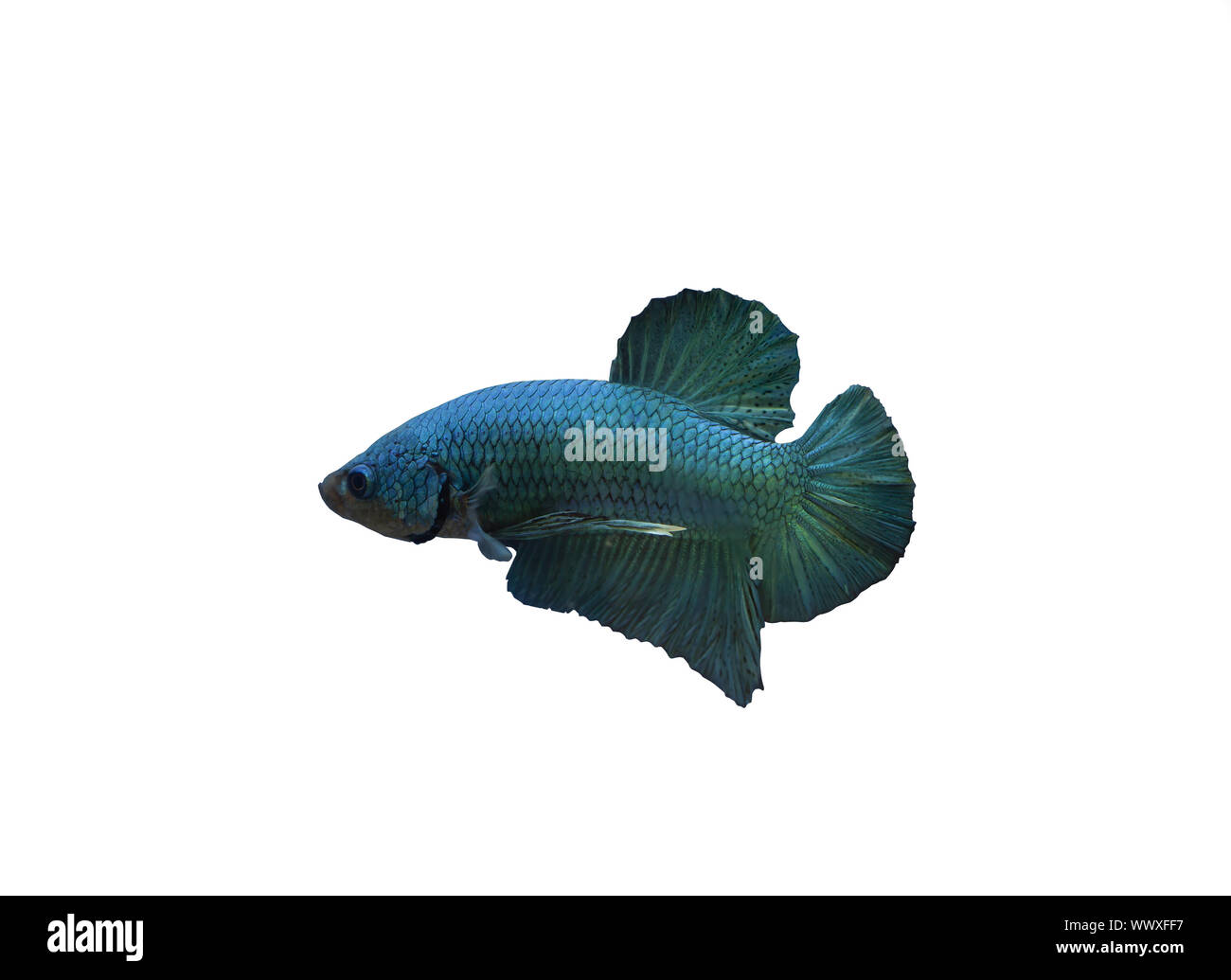 Siamese fighting fish short fin betta fish Stock Photo Alamy