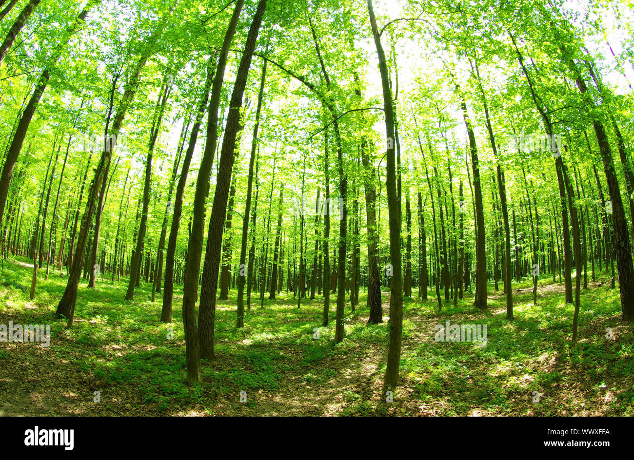 Early morning sun in the green forest Stock Photo - Alamy
