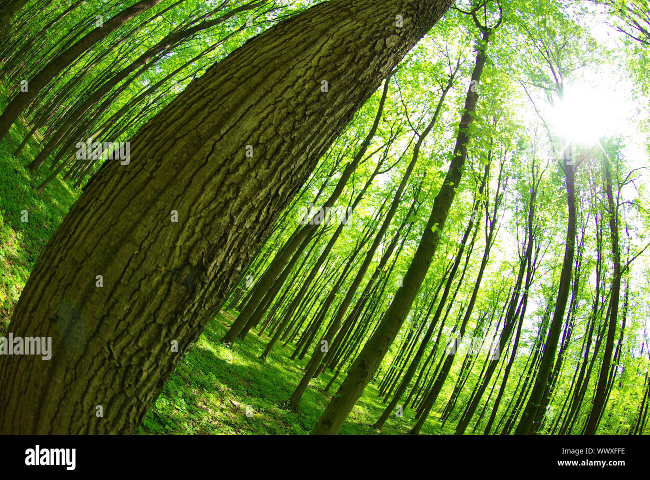 Early morning sun in the green forest Stock Photo - Alamy